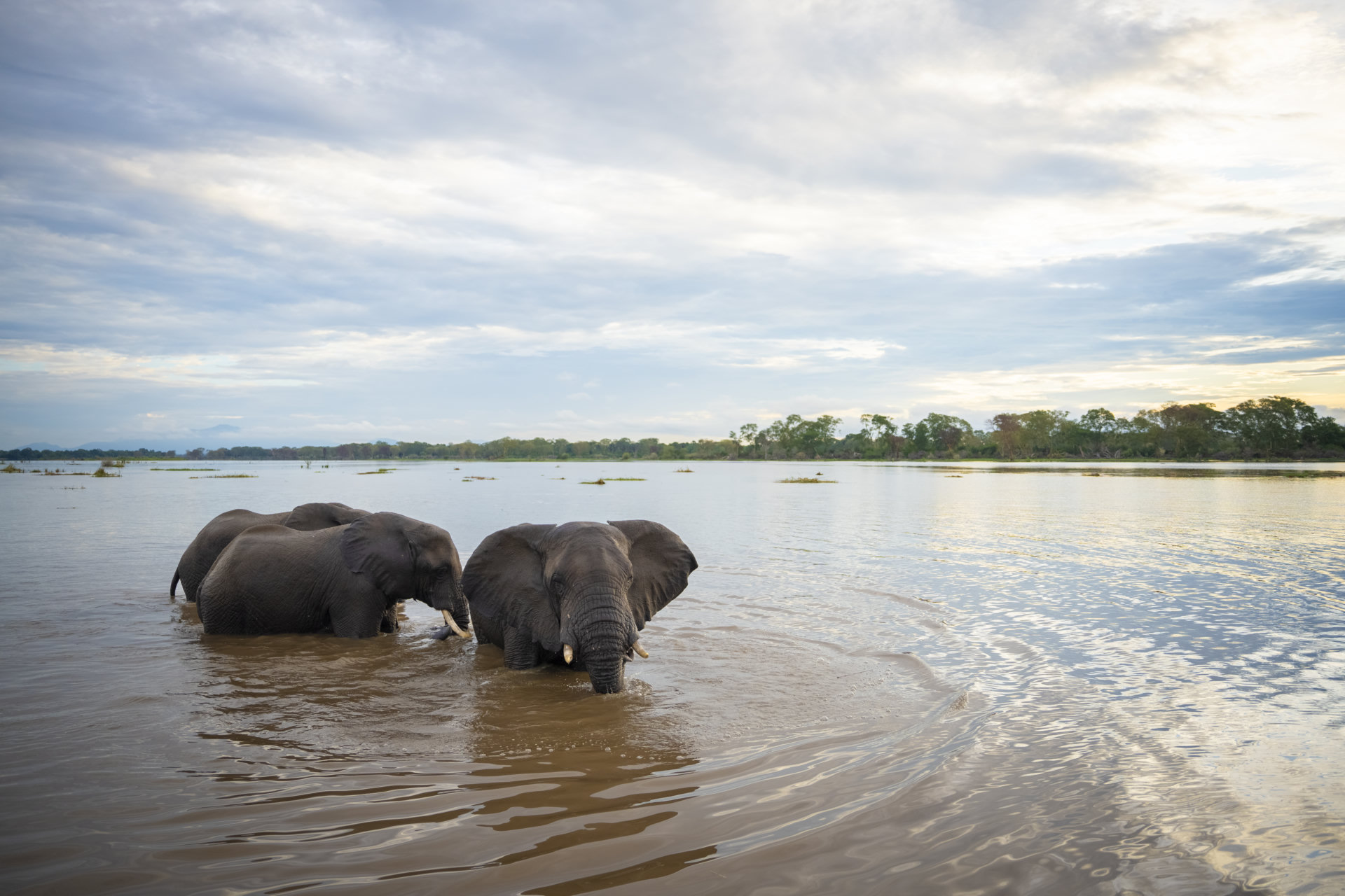 Elephants standing in the Shire River beneath a wide evening sky in Liwonde National Park.