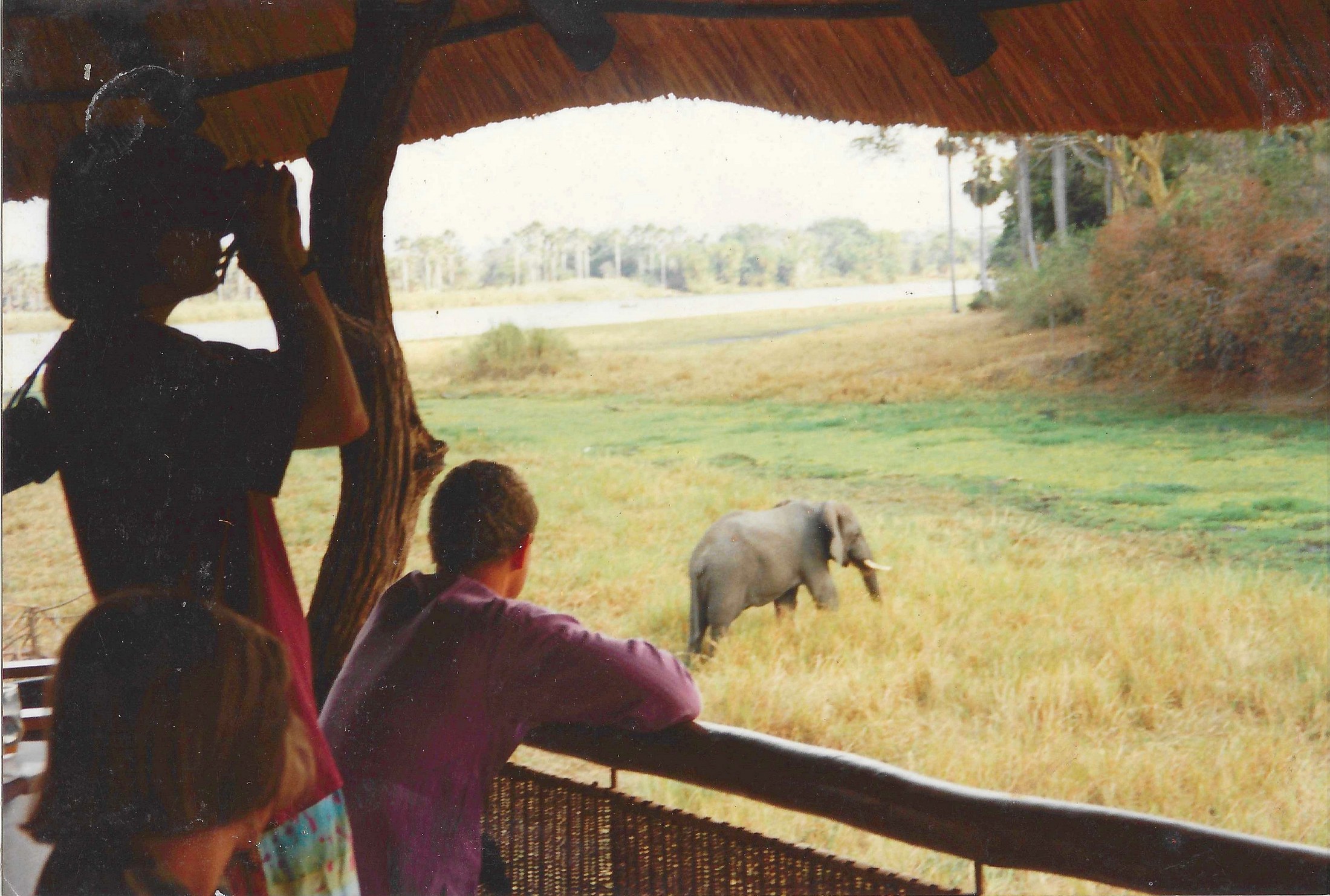 Watching an elephant from the lodge deck, from the Mvuu archive.
