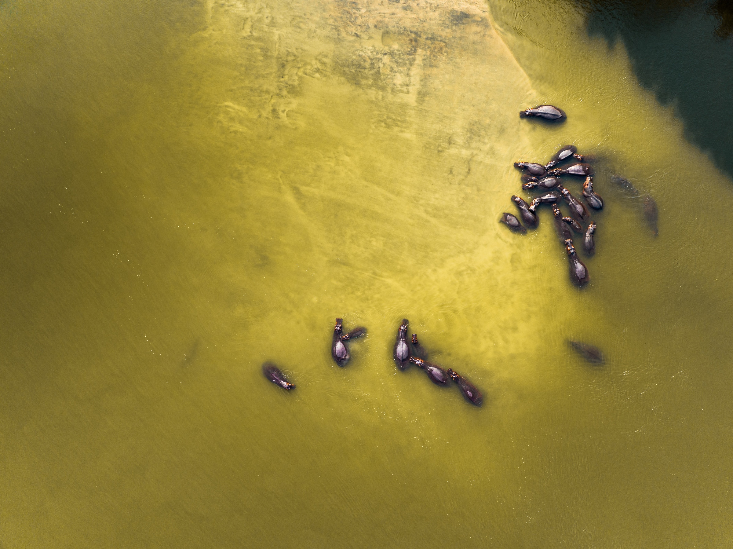Hippos gathered in shallow water, seen from above