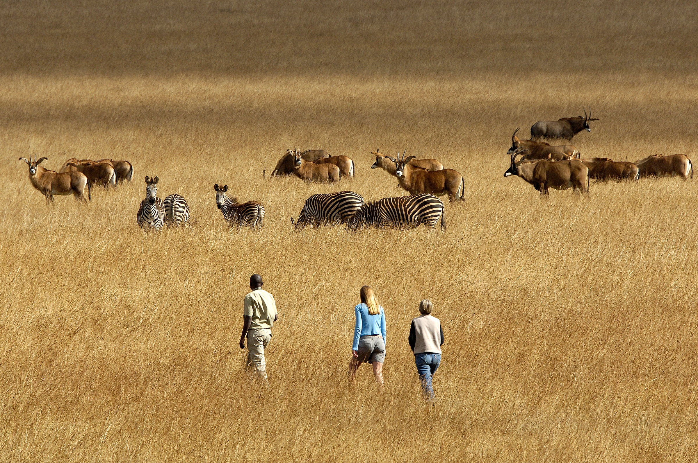 A guide and two adult guests walking towards wildlife in the open grasslands of Nyika