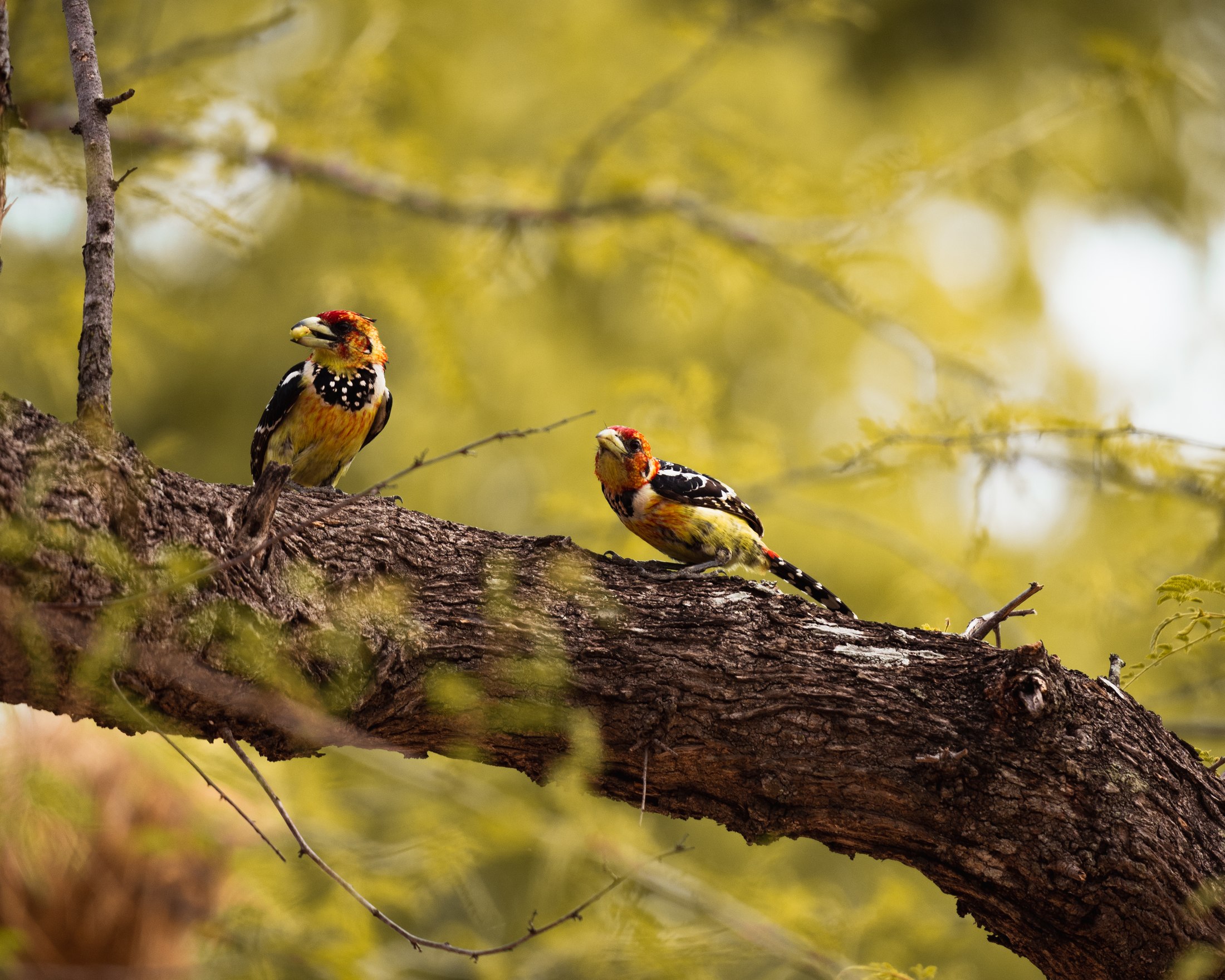 A pair of crested barbets.