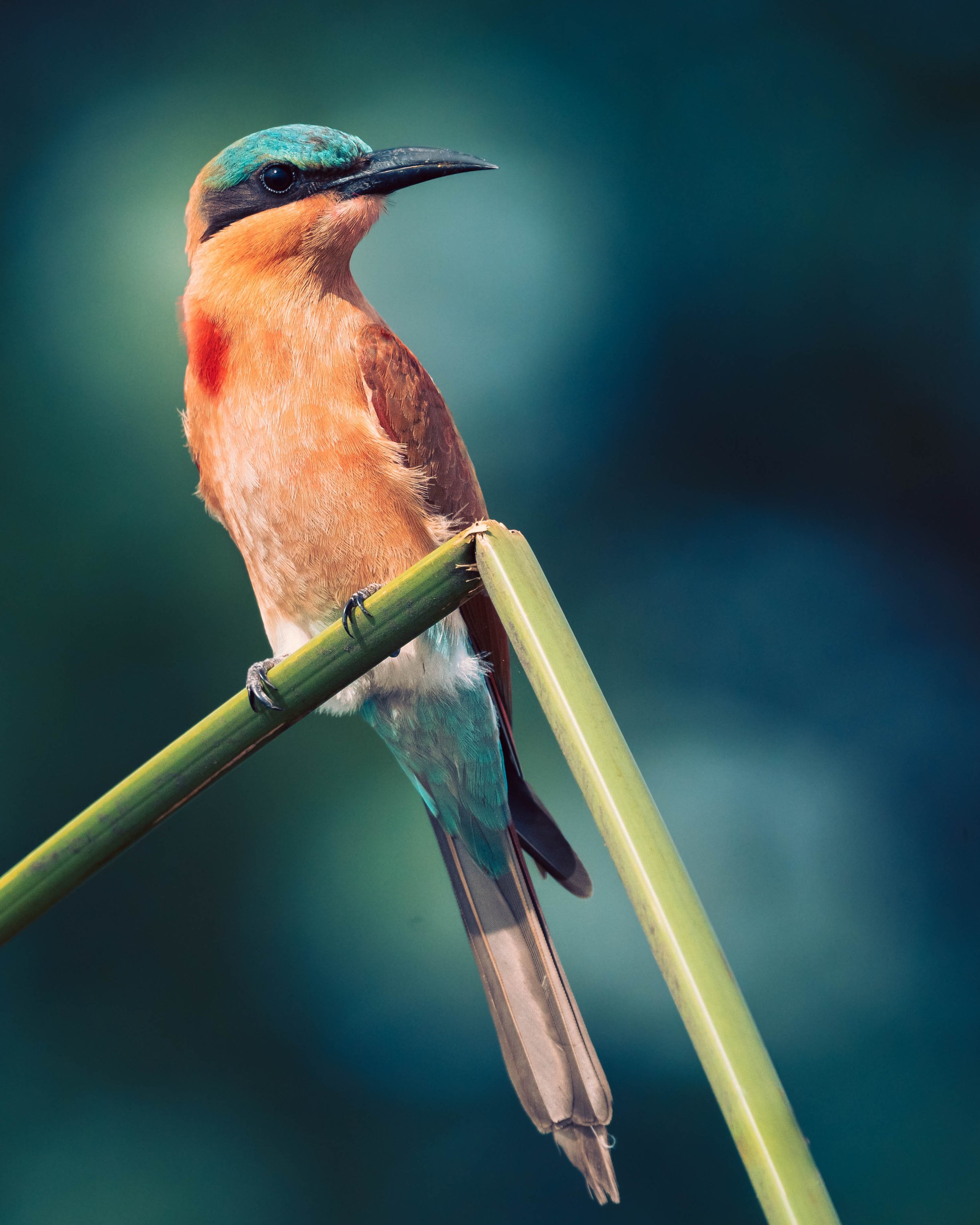 A close view of a carmine bee-eater.