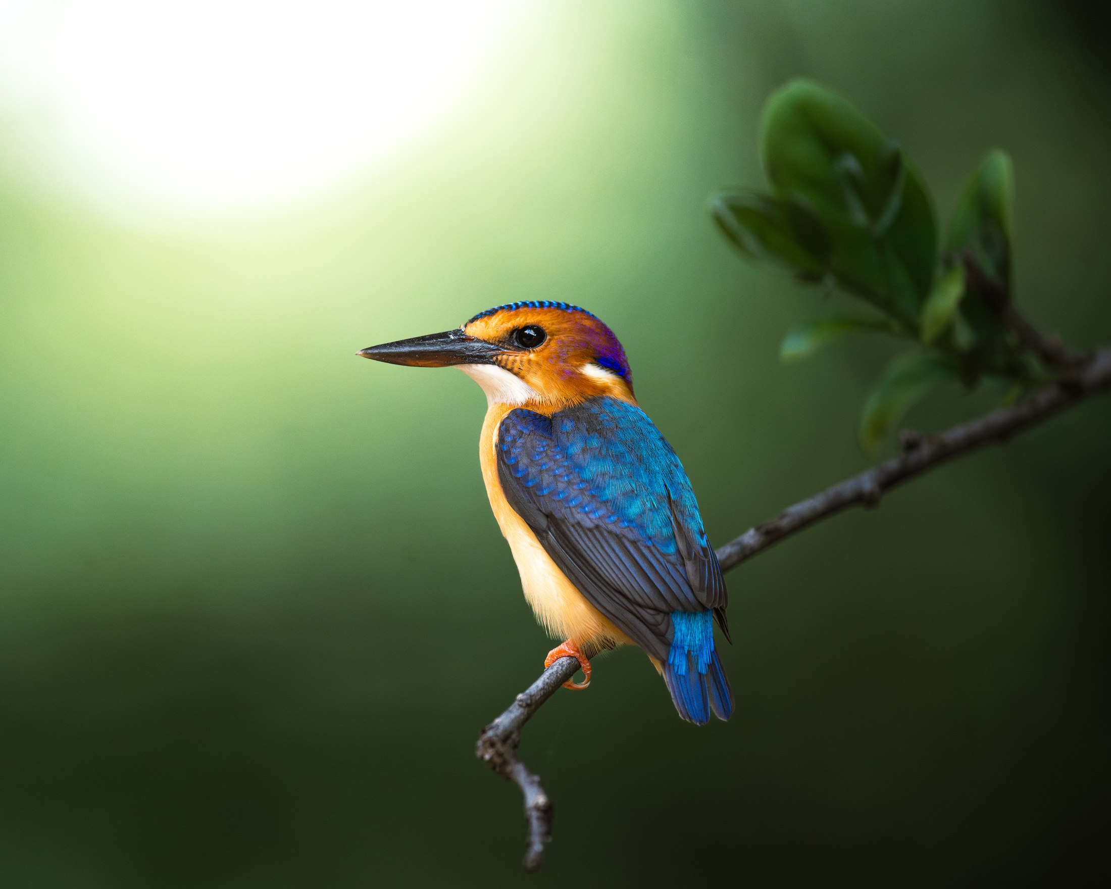 Birdlife photographed in Liwonde.