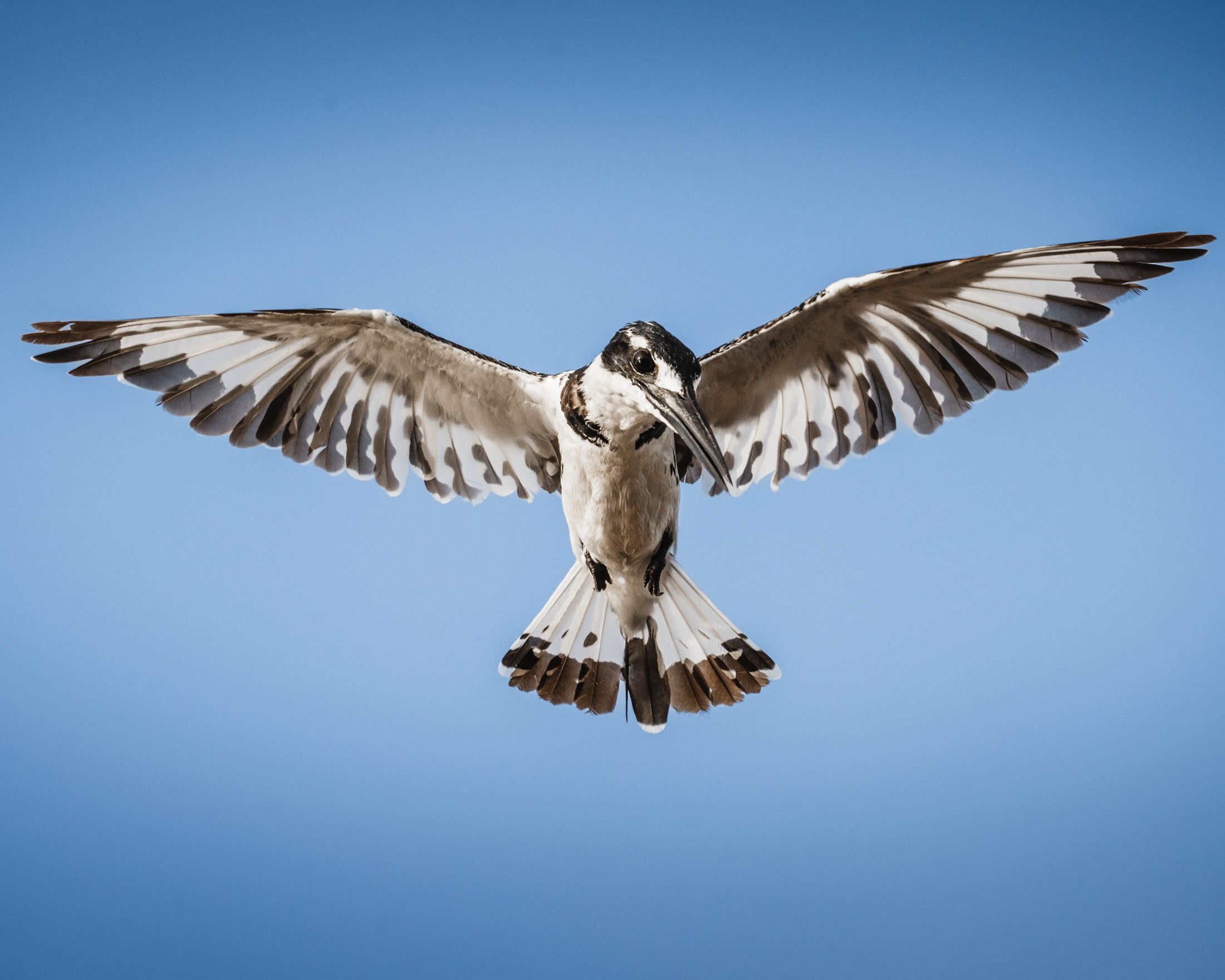 A pied kingfisher with wings spread.
