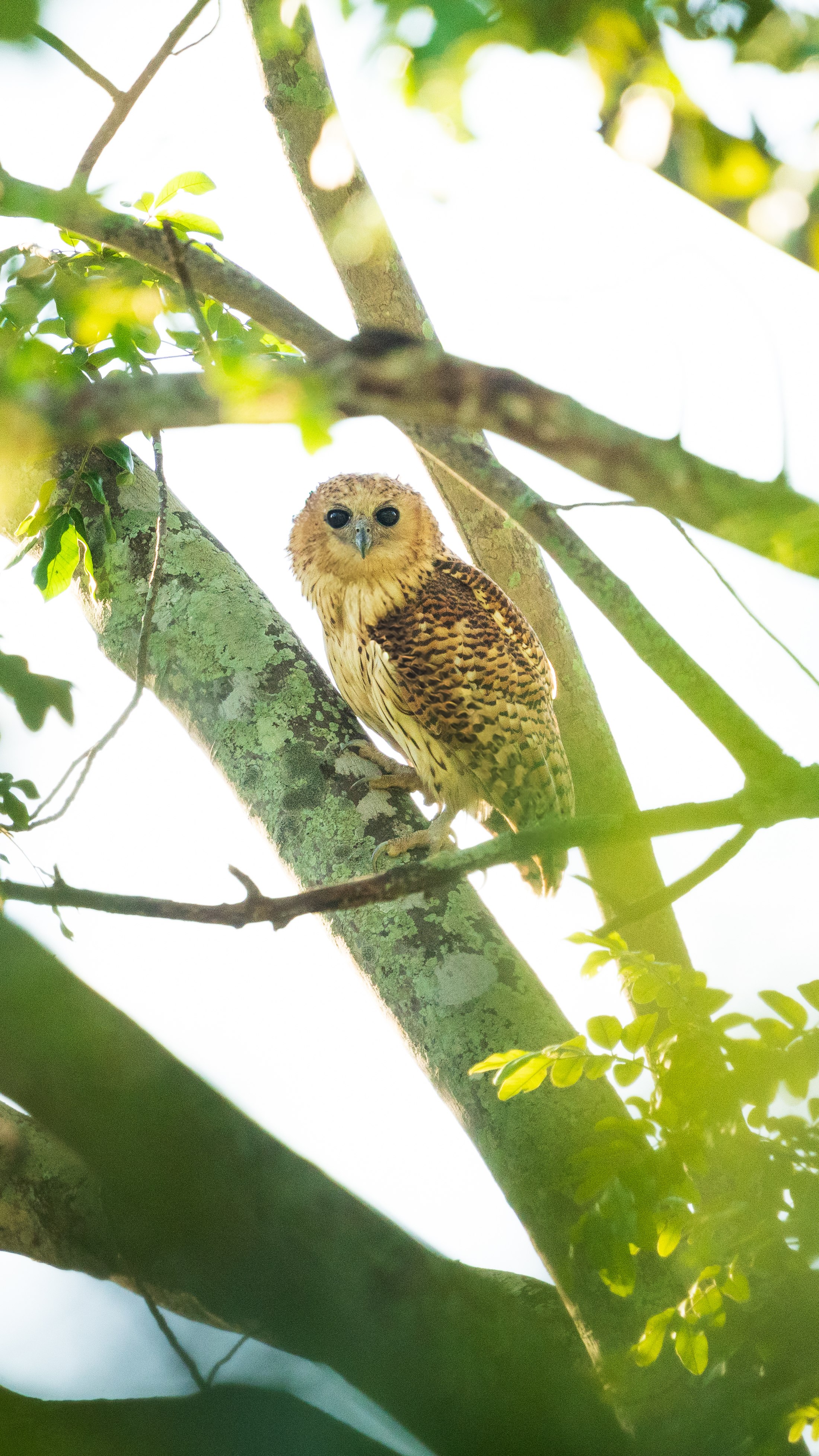 Pel's fishing owl photographed in daylight.