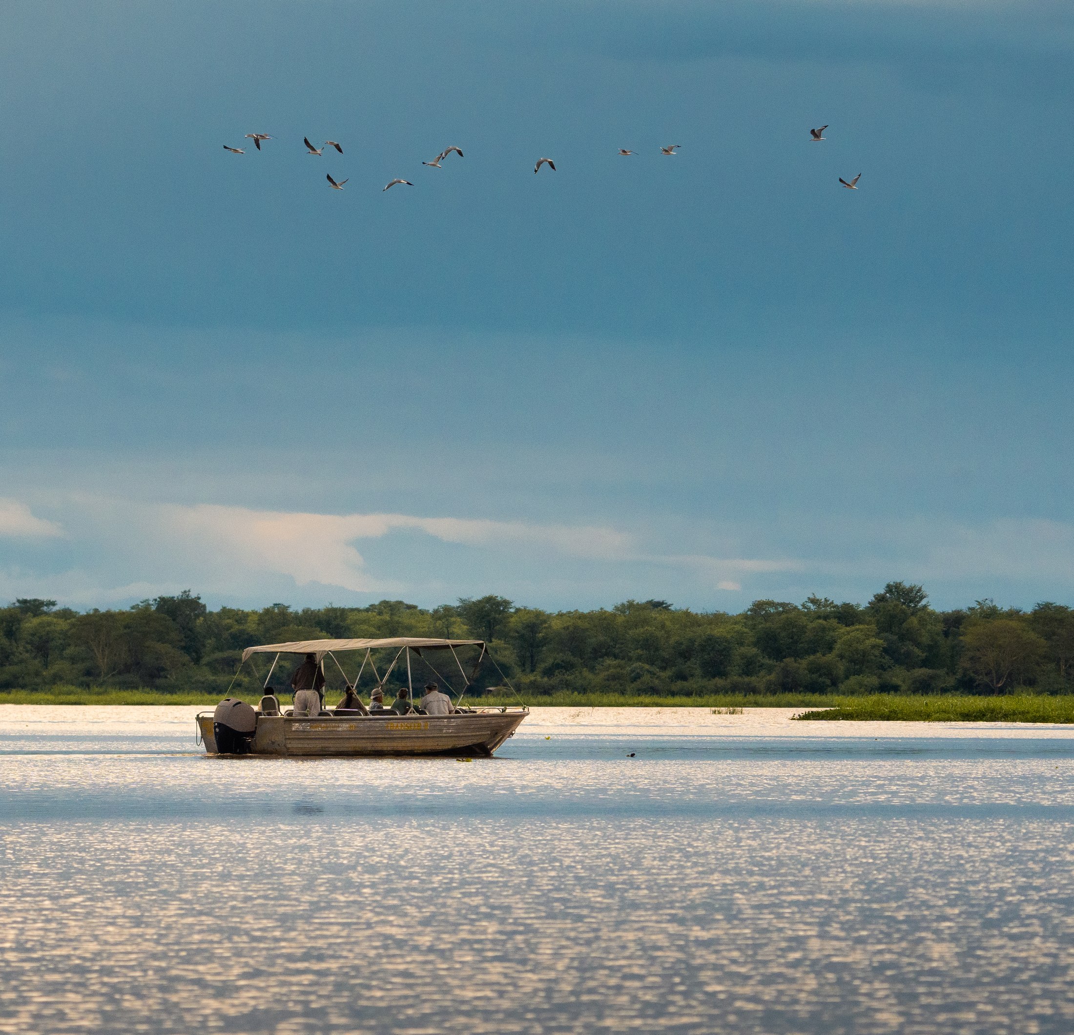 A Mvuu boat safari with birds flying overhead.
