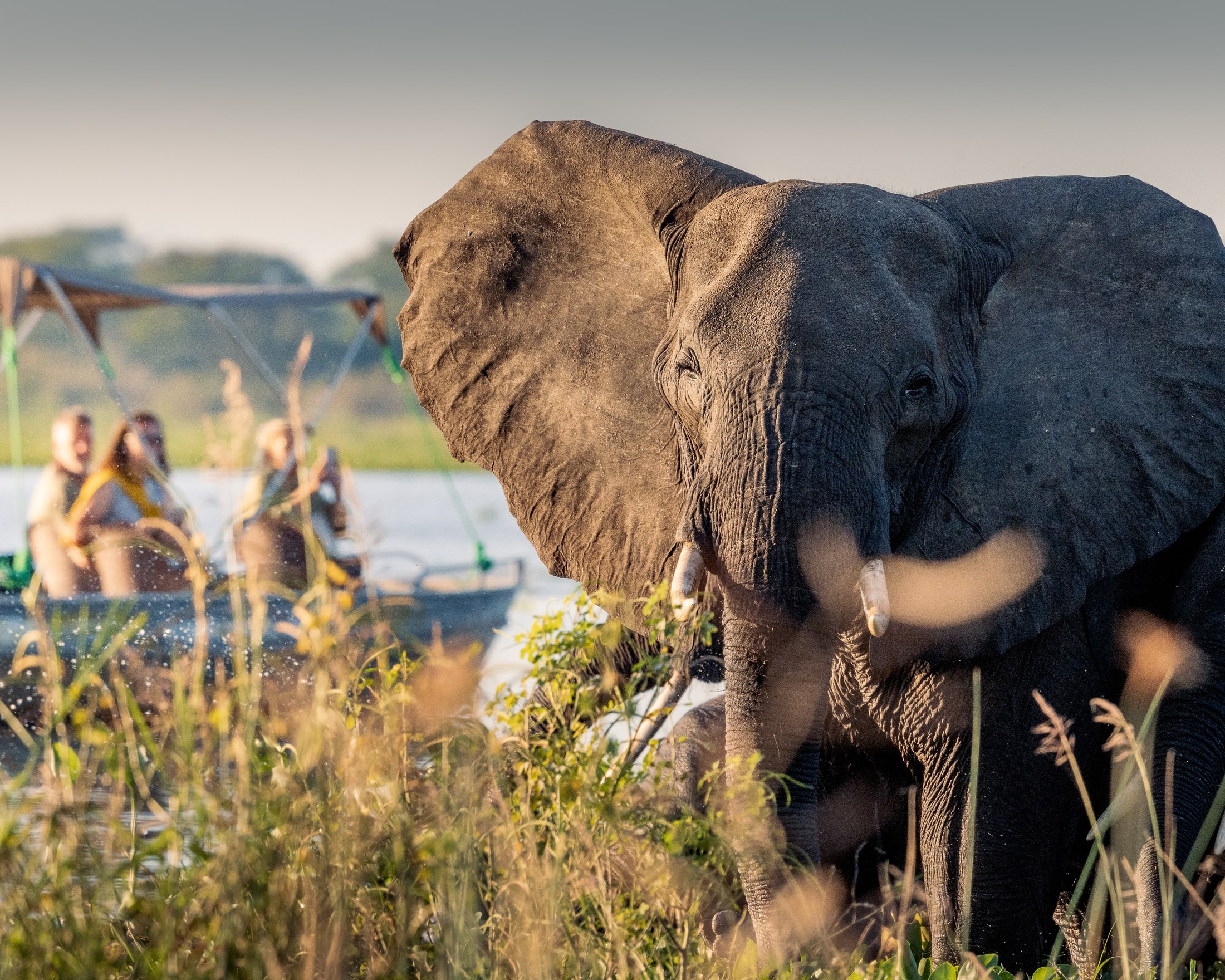 An elephant in the water with a safari boat behind.
