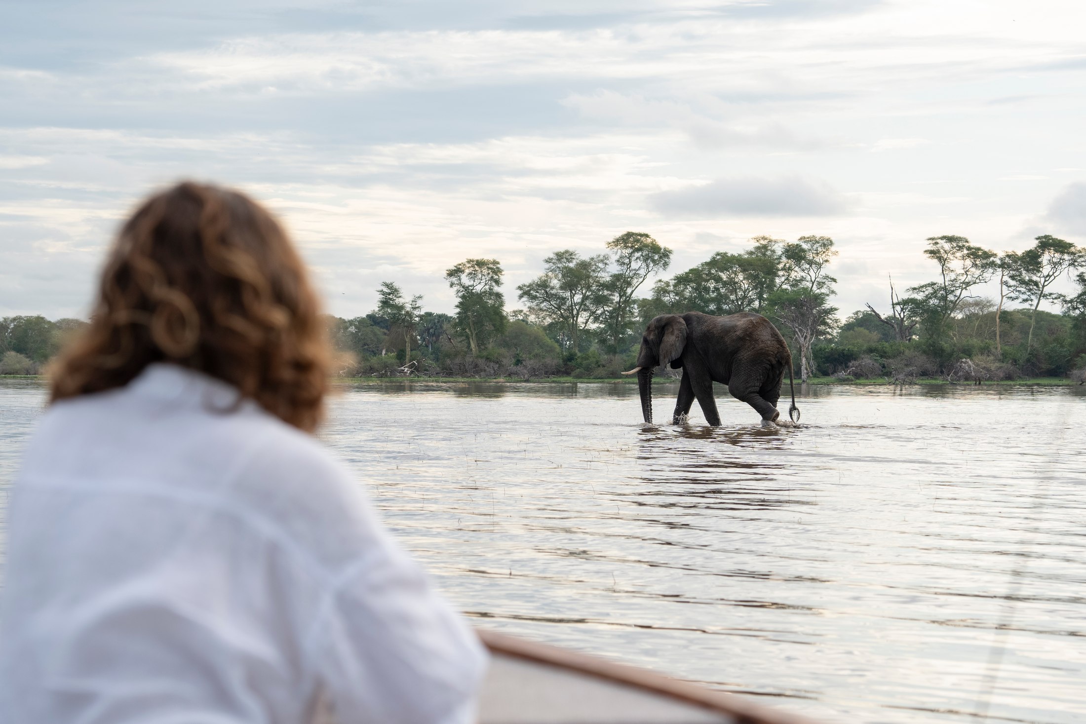 A guest watching an elephant from a safari boat.