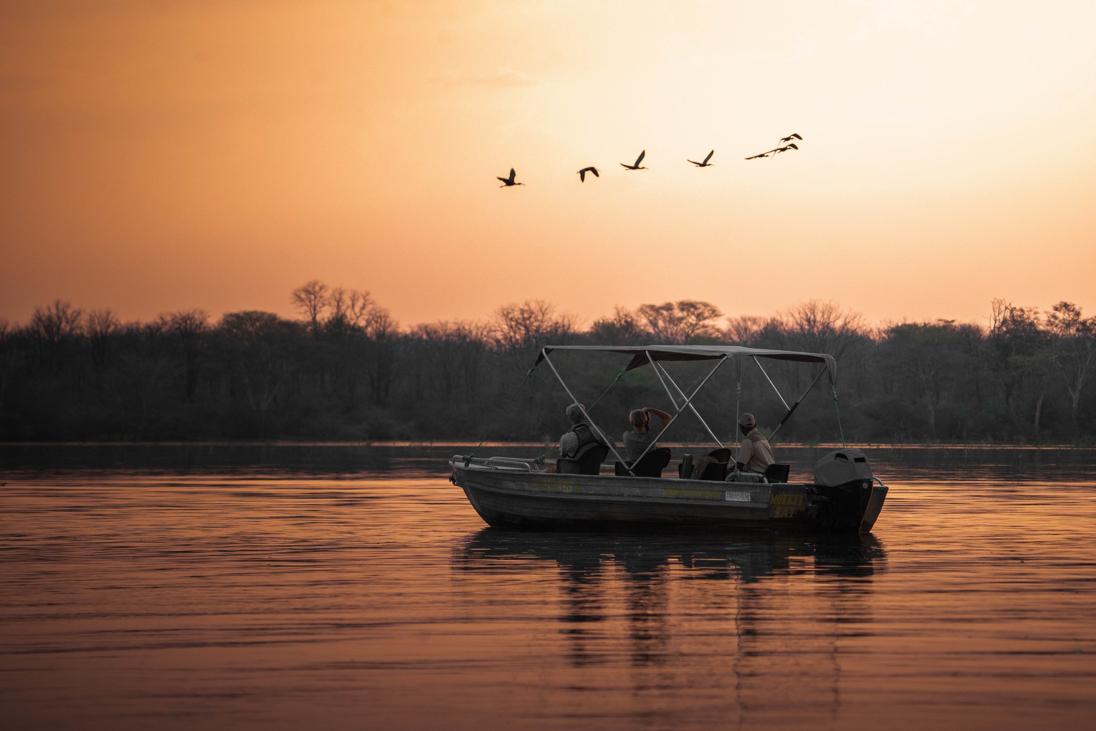 Birds above the river during a sunset boat safari.