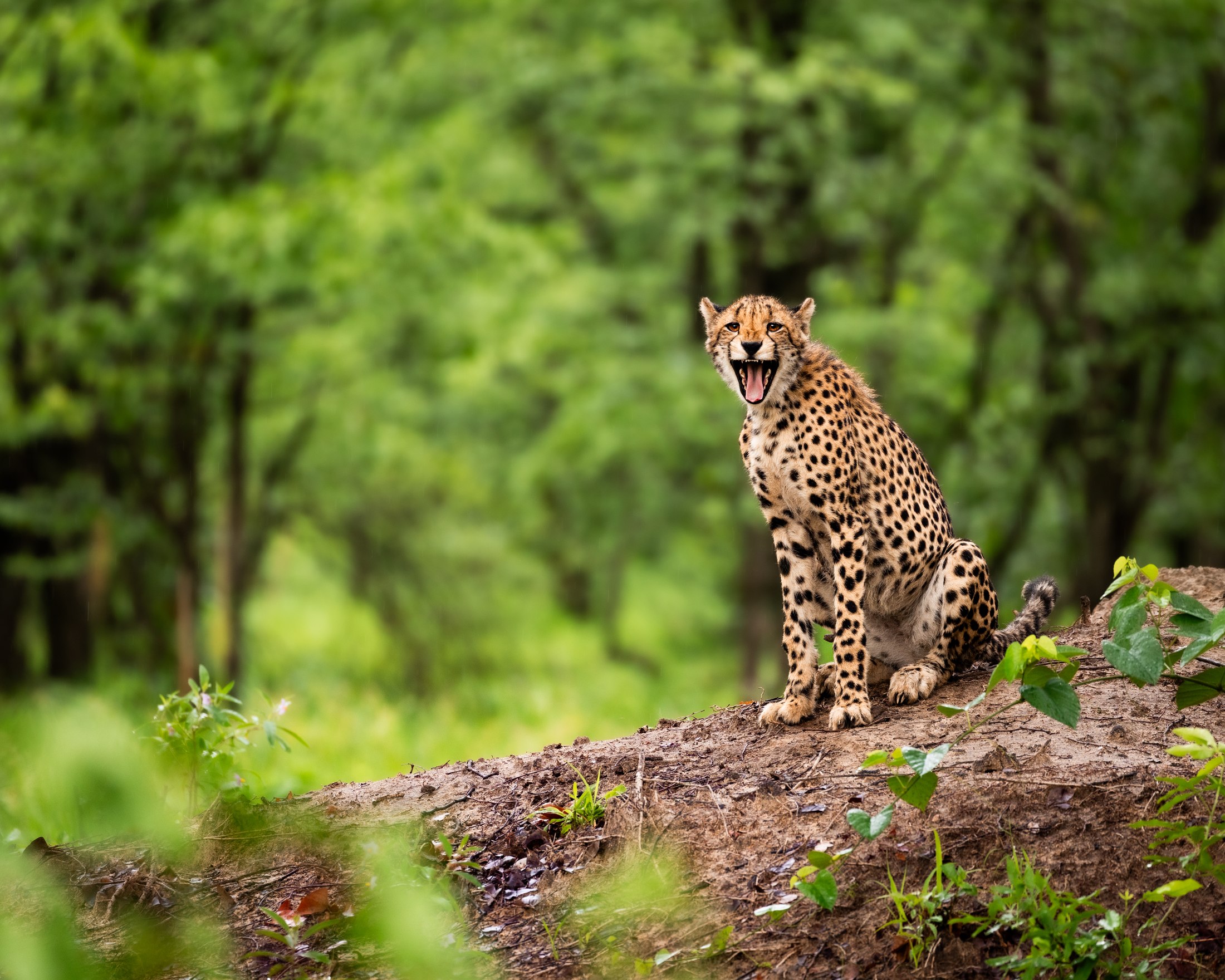 A cheetah resting in Liwonde’s green-season landscape.