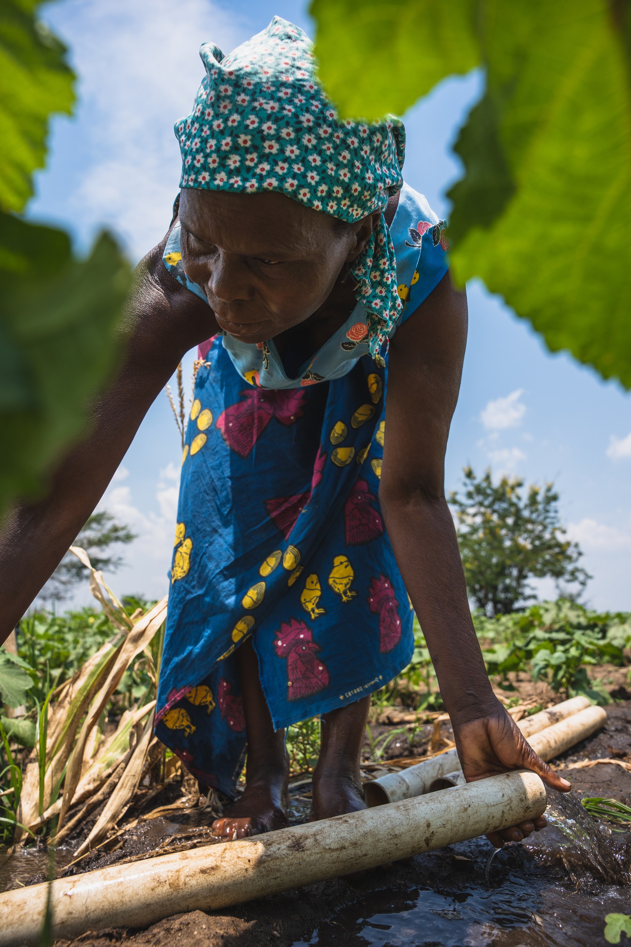 Community irrigation near Mvuu.