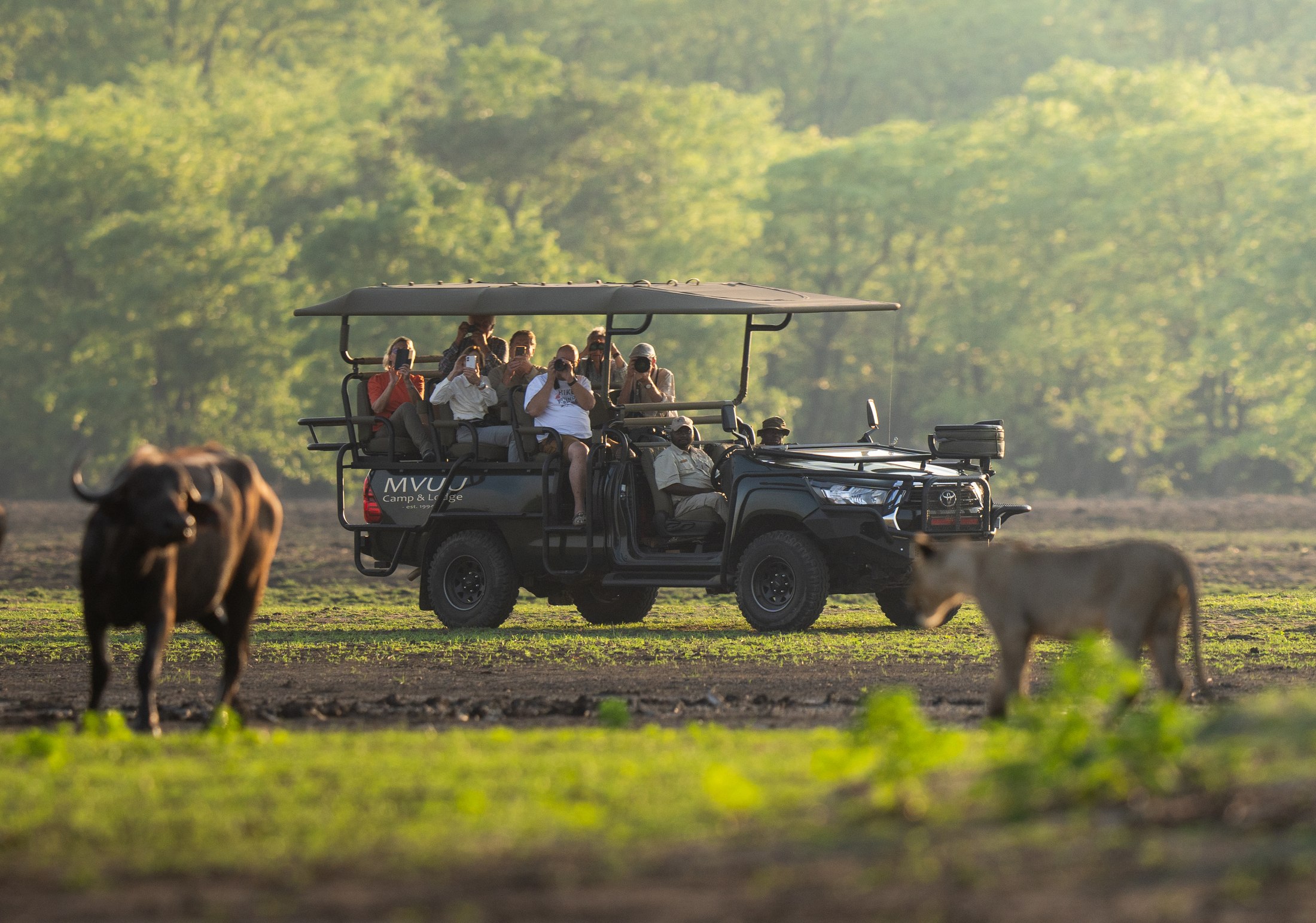 A game drive with lion and buffalo in Liwonde.