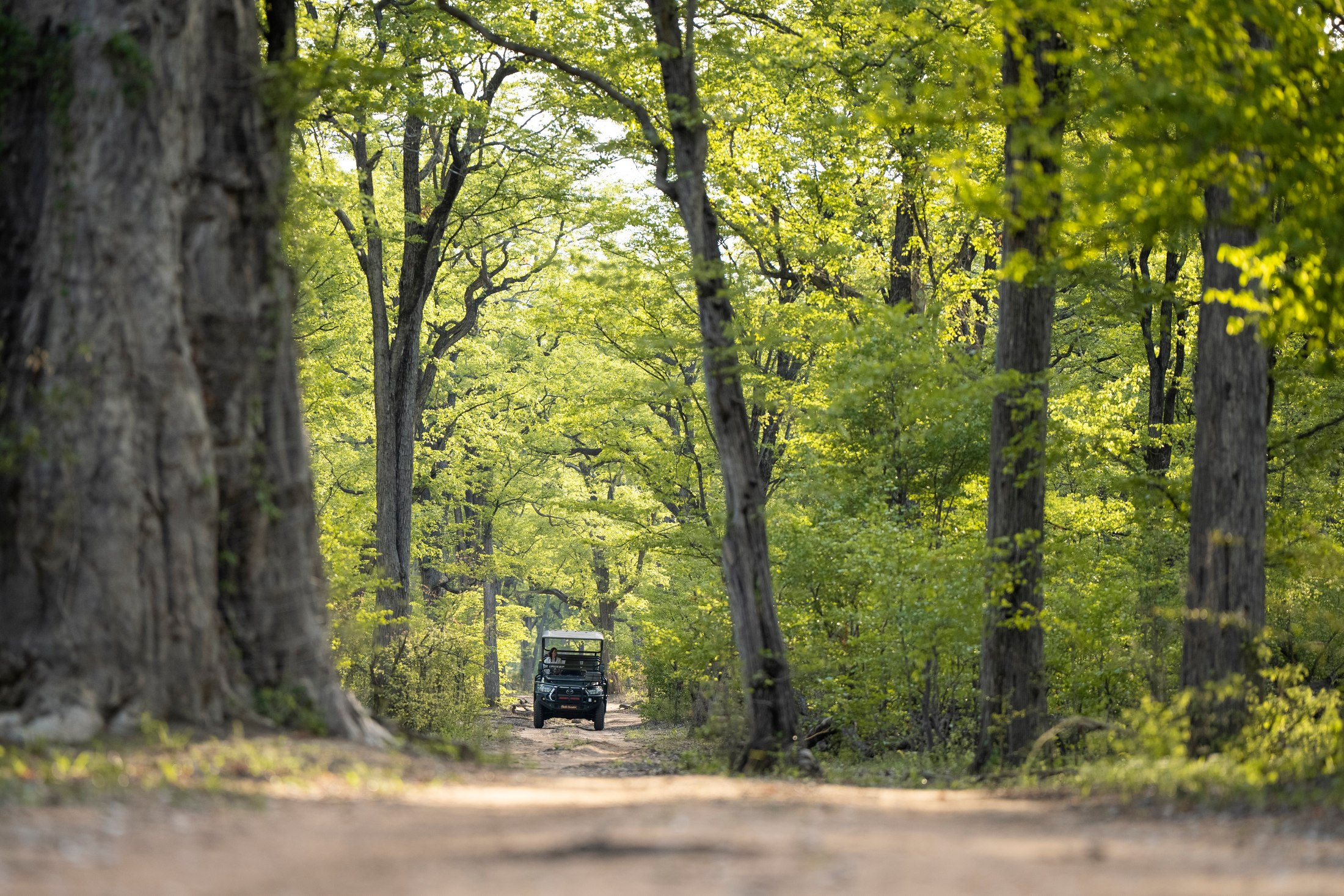 A safari vehicle among mopane trees at the start of the rains.