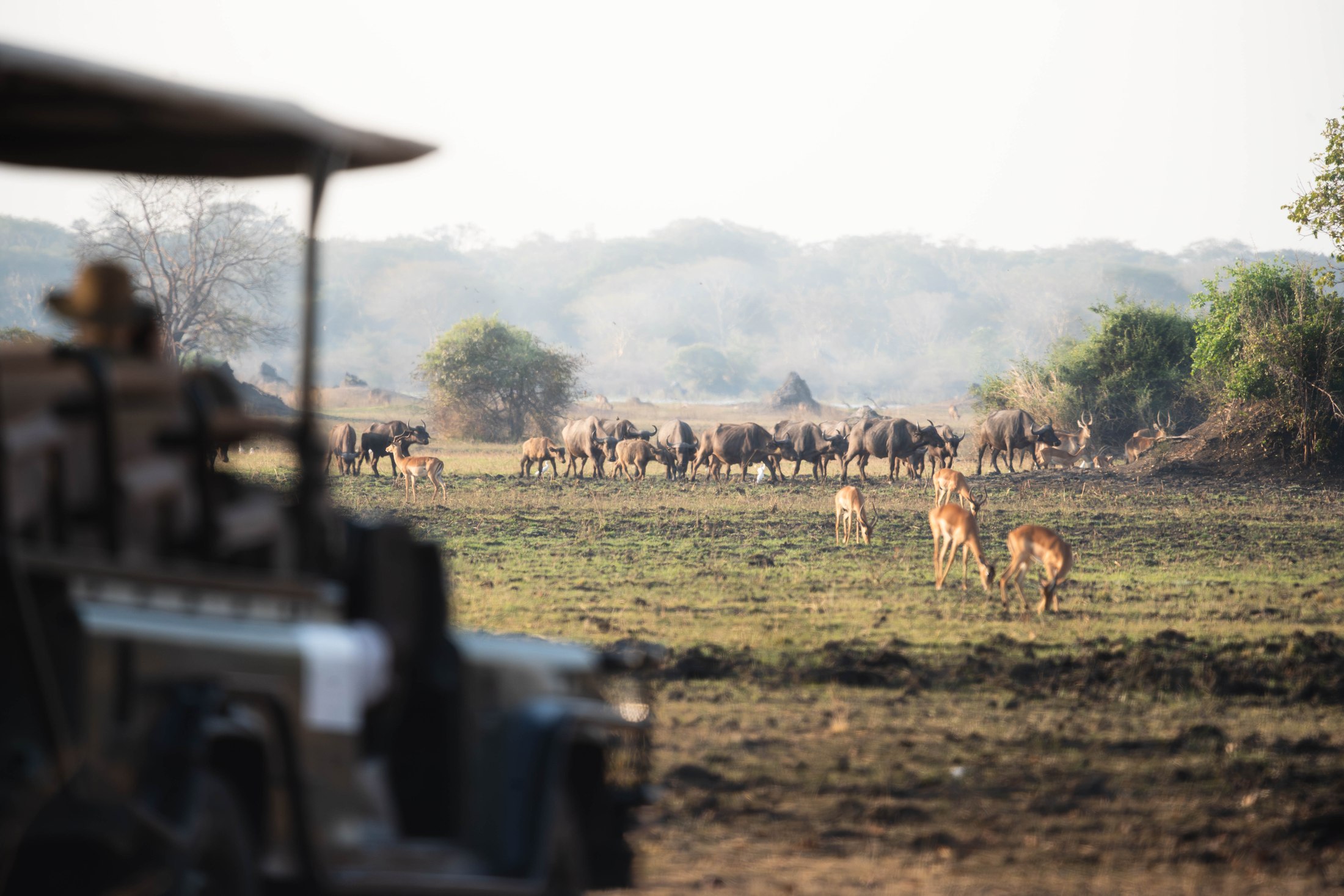 A game drive on the floodplain with buffalo and impala.