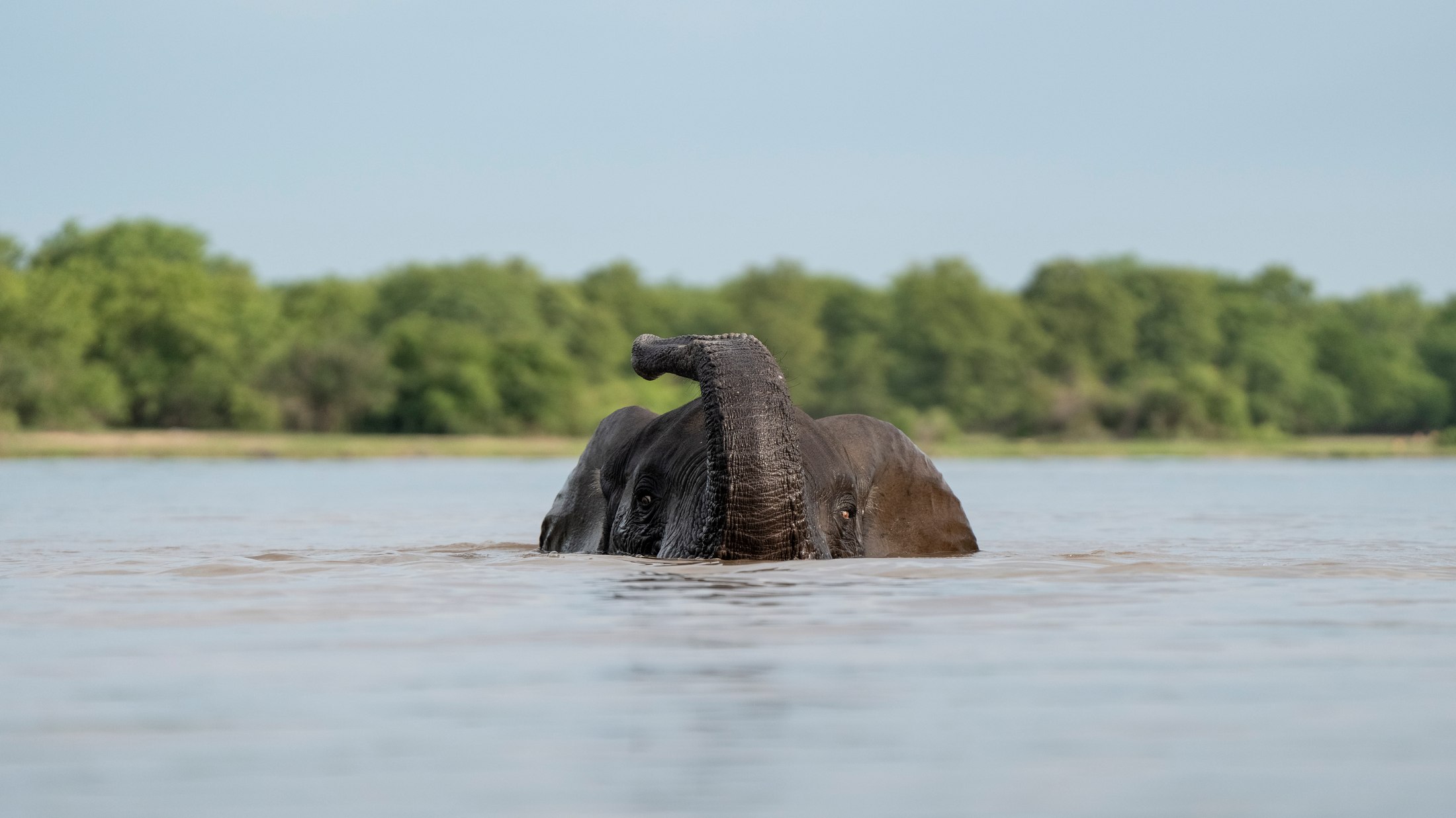 An elephant seen head-on at water level in Liwonde, with its trunk curled.