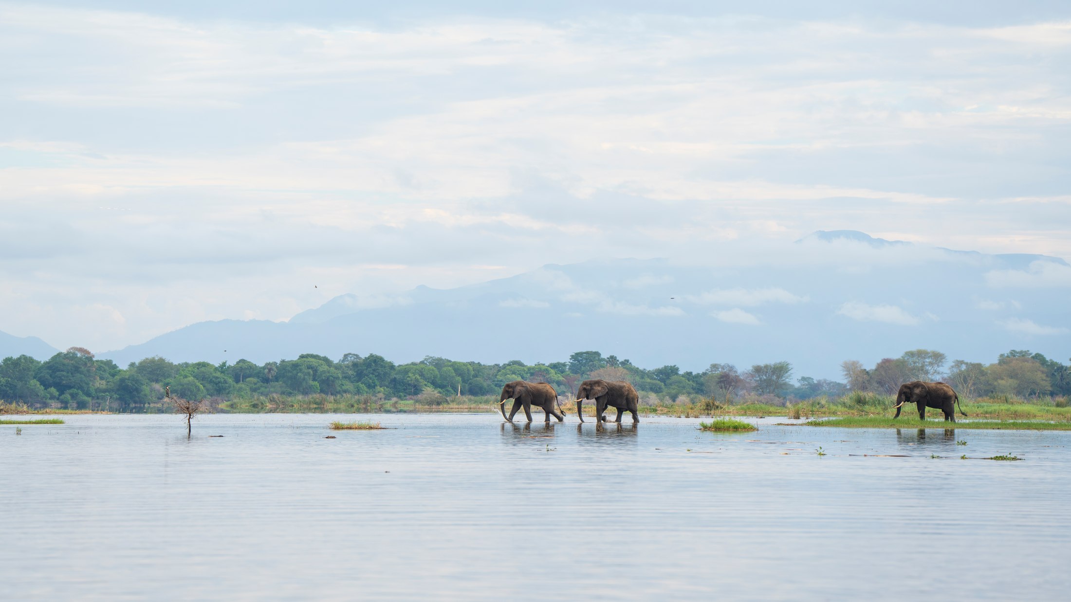 Three elephants crossing the river beneath distant hills in Liwonde.