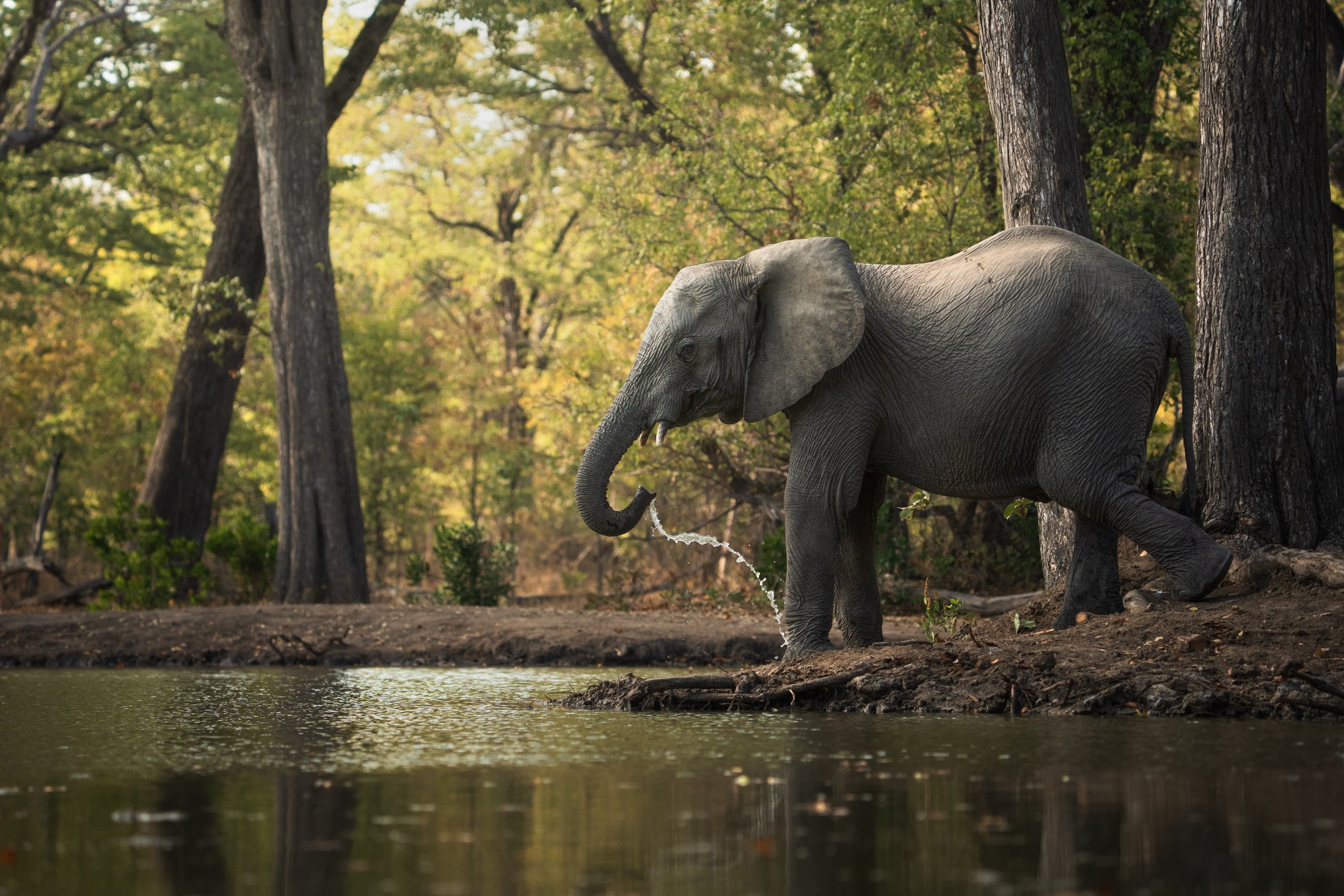 An elephant drinking, photographed from the underground hide at Mvuu.