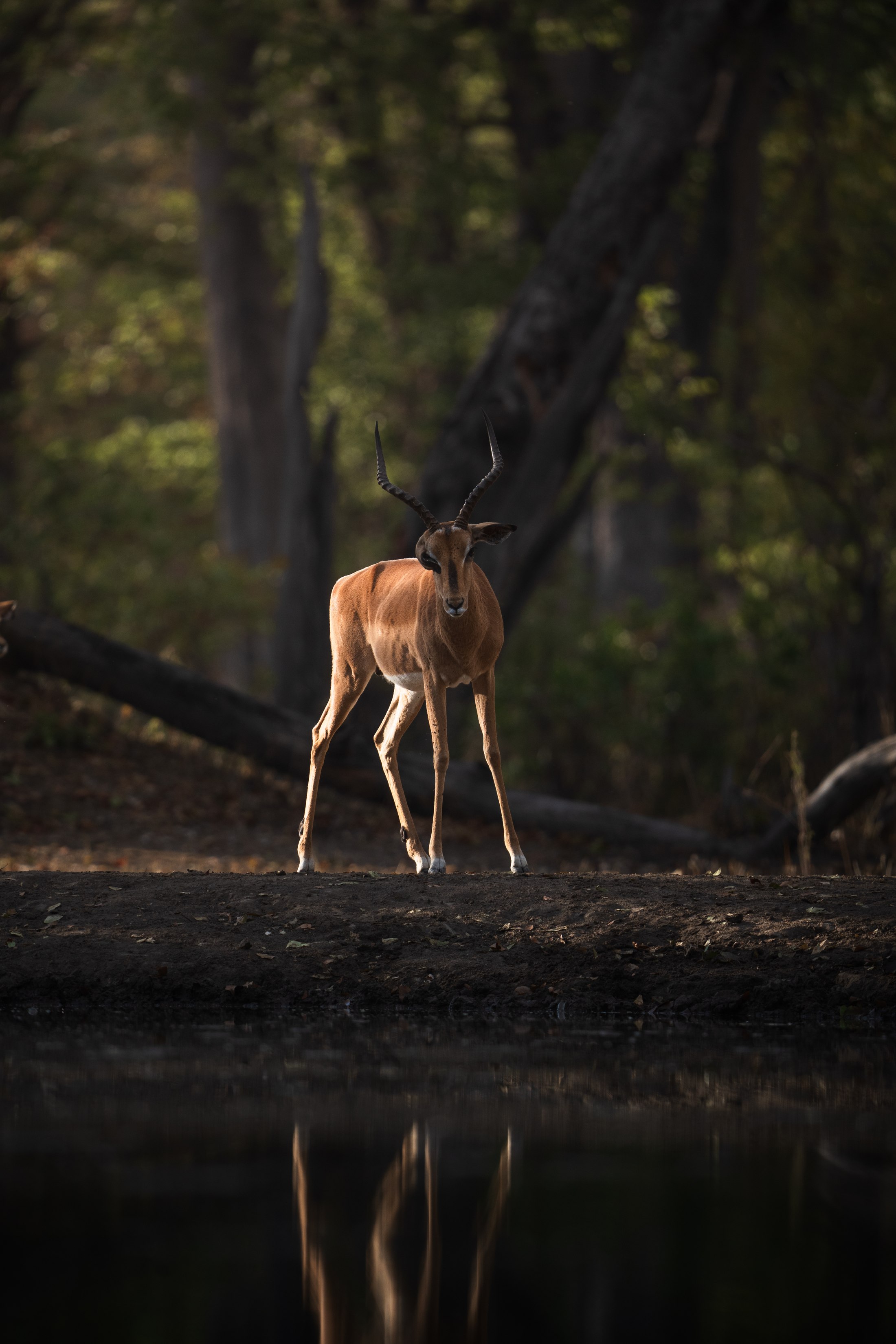 Impala photographed from the underground hide at Mvuu.
