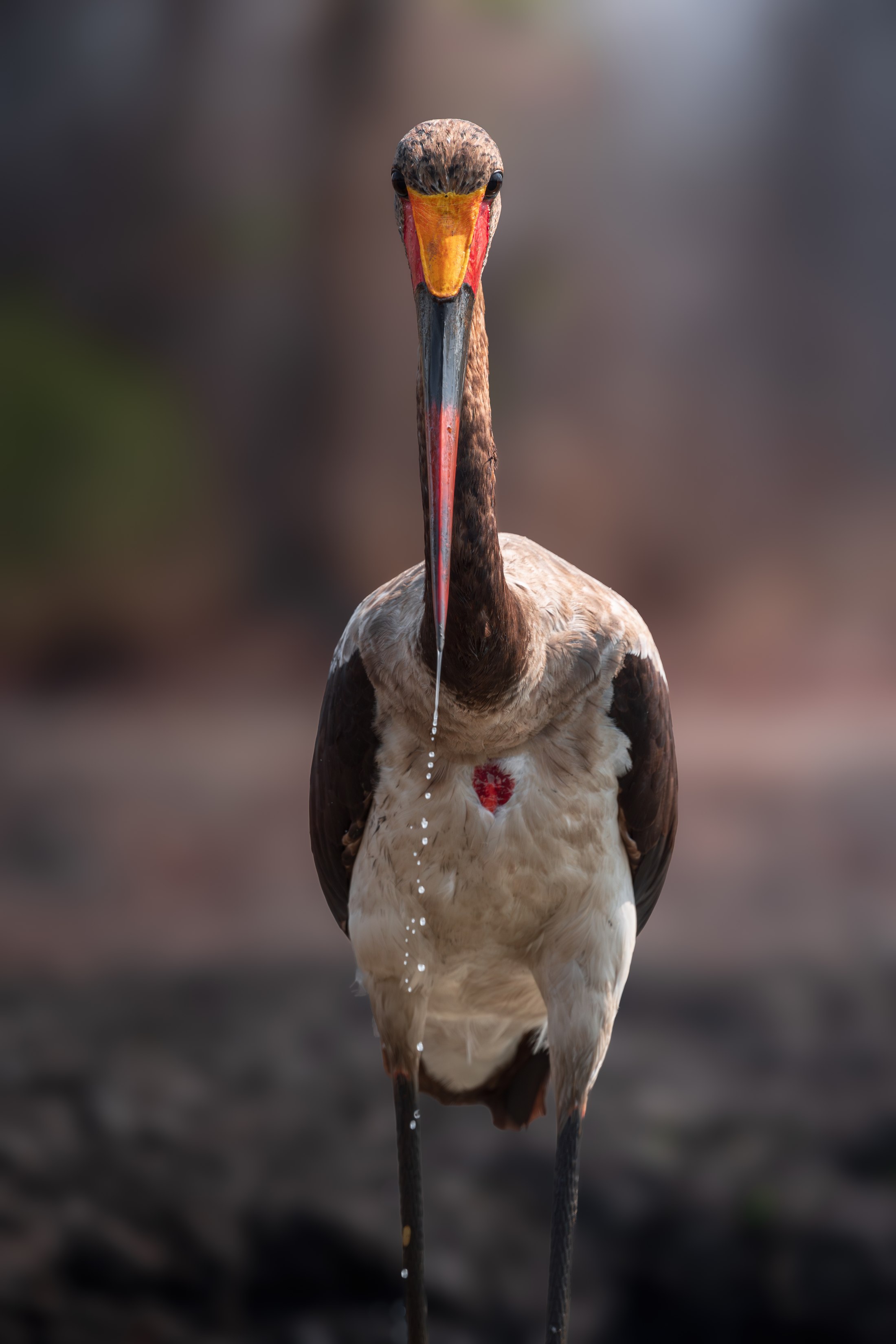 A saddle-billed stork photographed from the underground hide at Mvuu.
