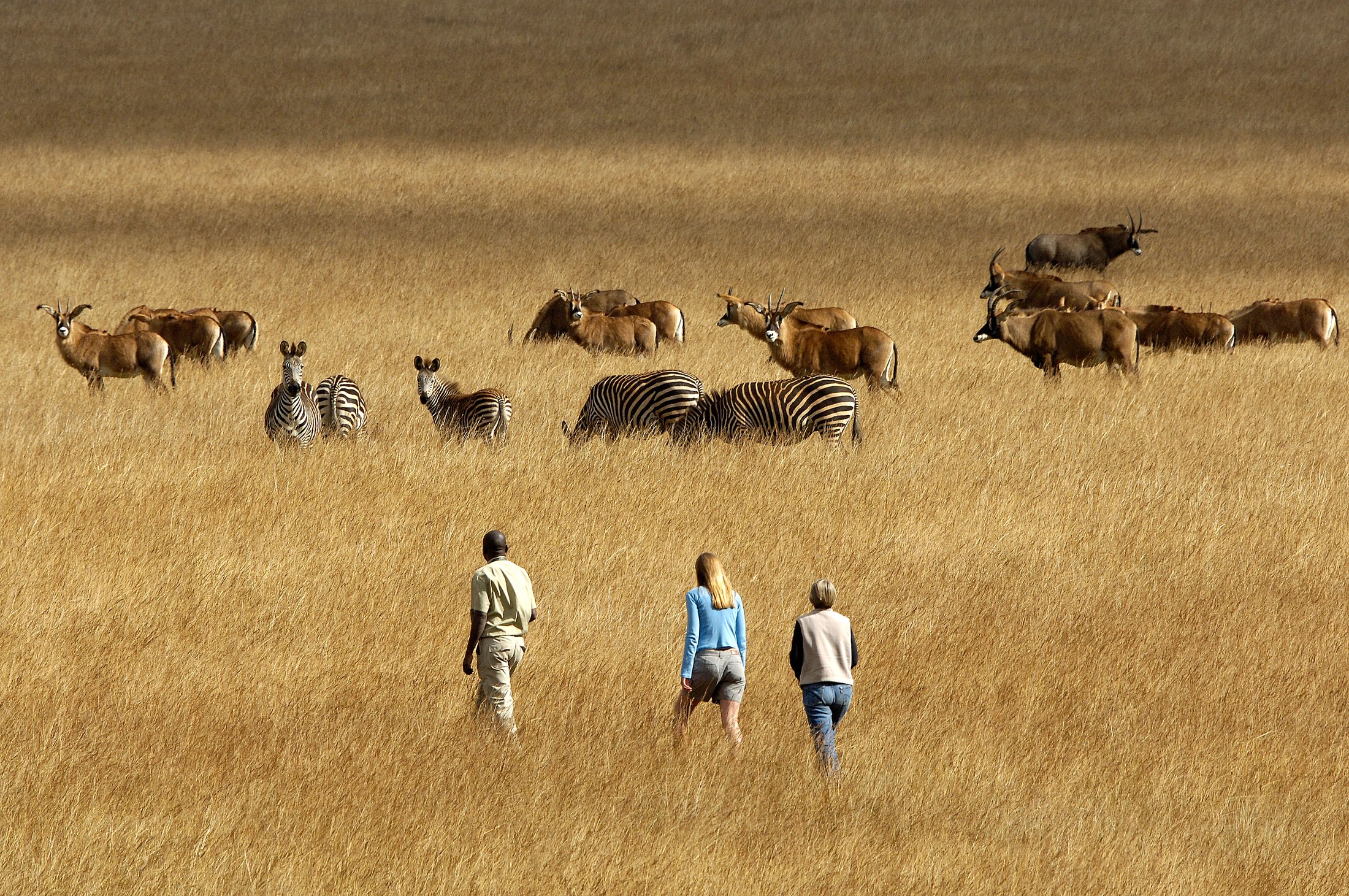 A guide and guests walking among zebra and antelope on Nyika Plateau. Photograph by Dana Allen.
