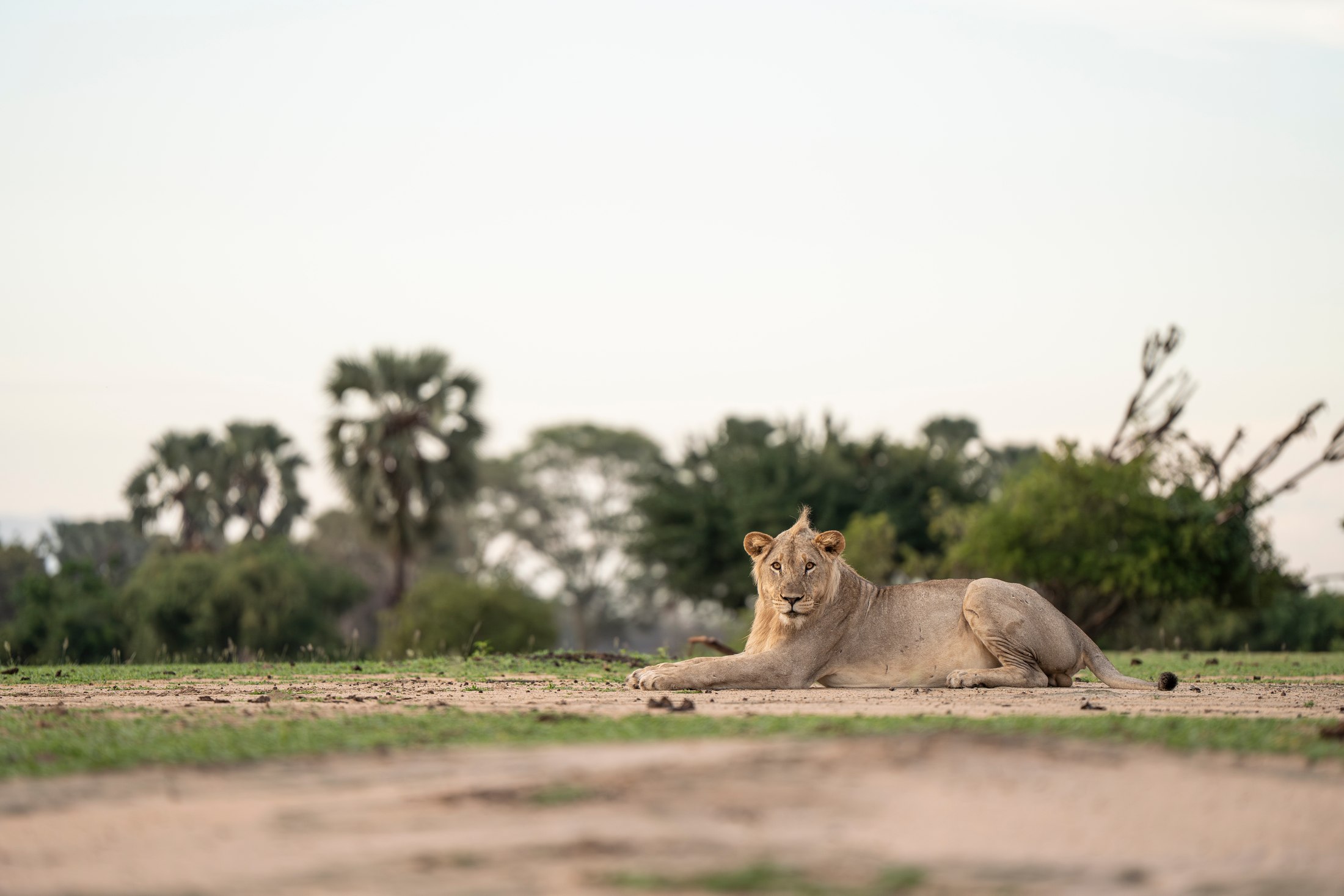 A young male lion photographed at eye level in Liwonde.