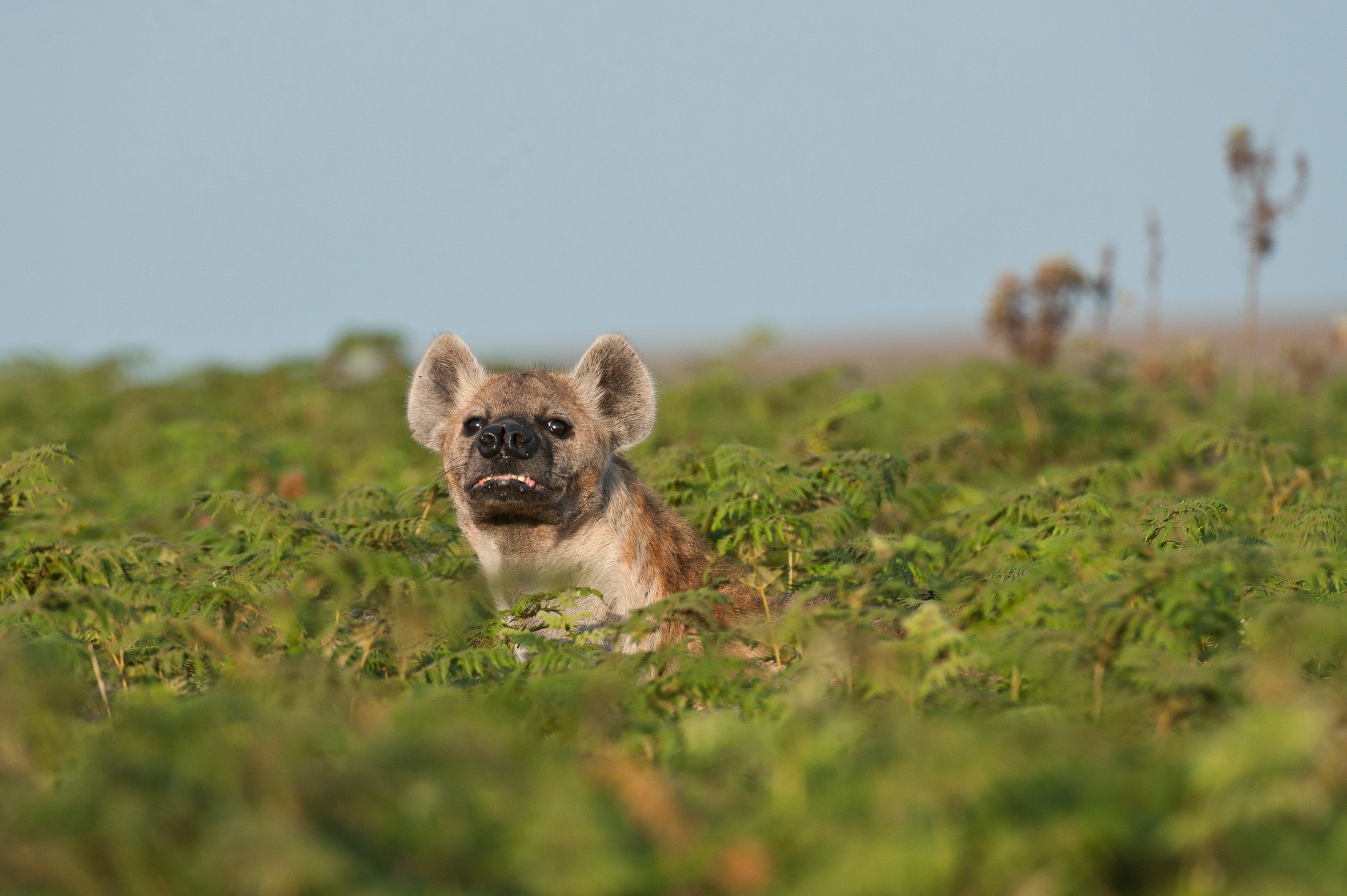 A spotted hyena resting among ferns on Nyika Plateau.