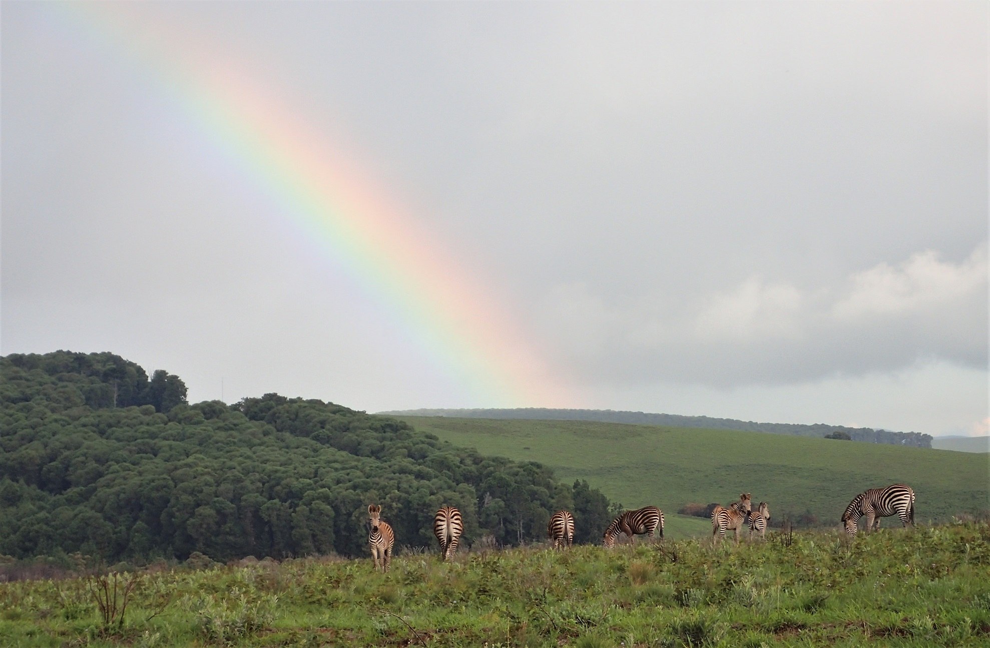 Zebra on Nyika's highland grasslands beneath a rainbow.