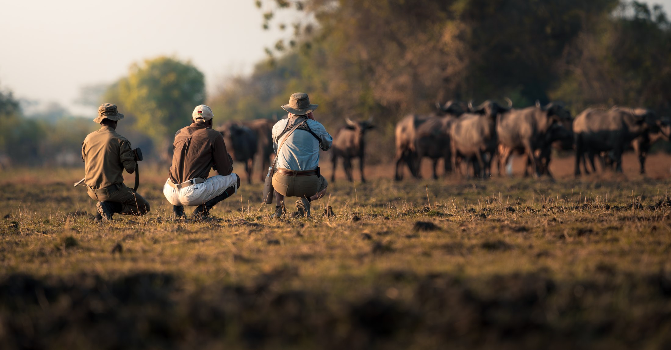 Guests on a guided Mvuu walking safari watching buffalo.