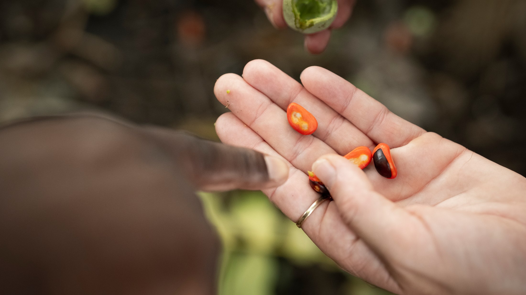 A close look at seeds during a guided walk.
