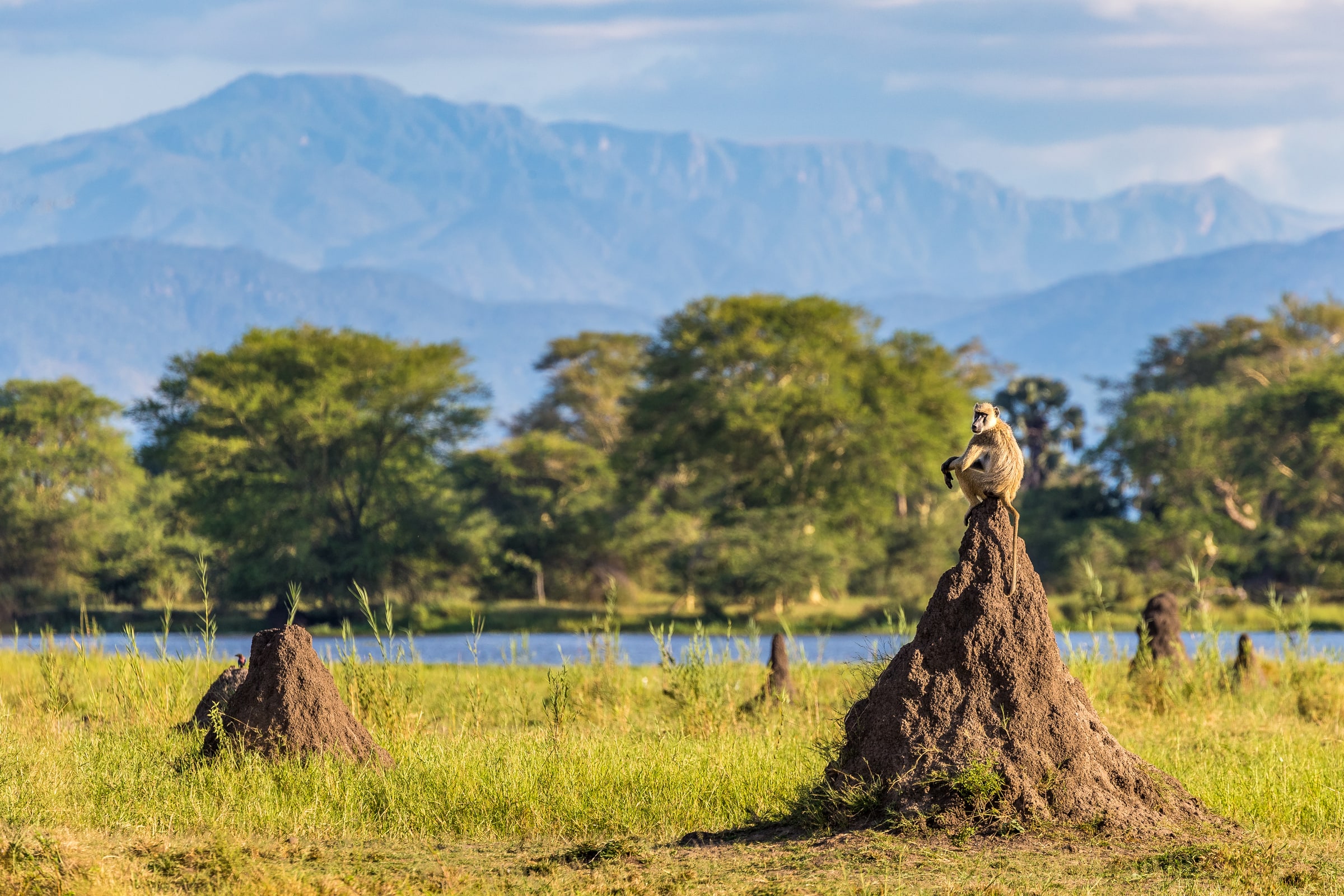 Baboon on a termite mound beside the river, with hills in the distance.