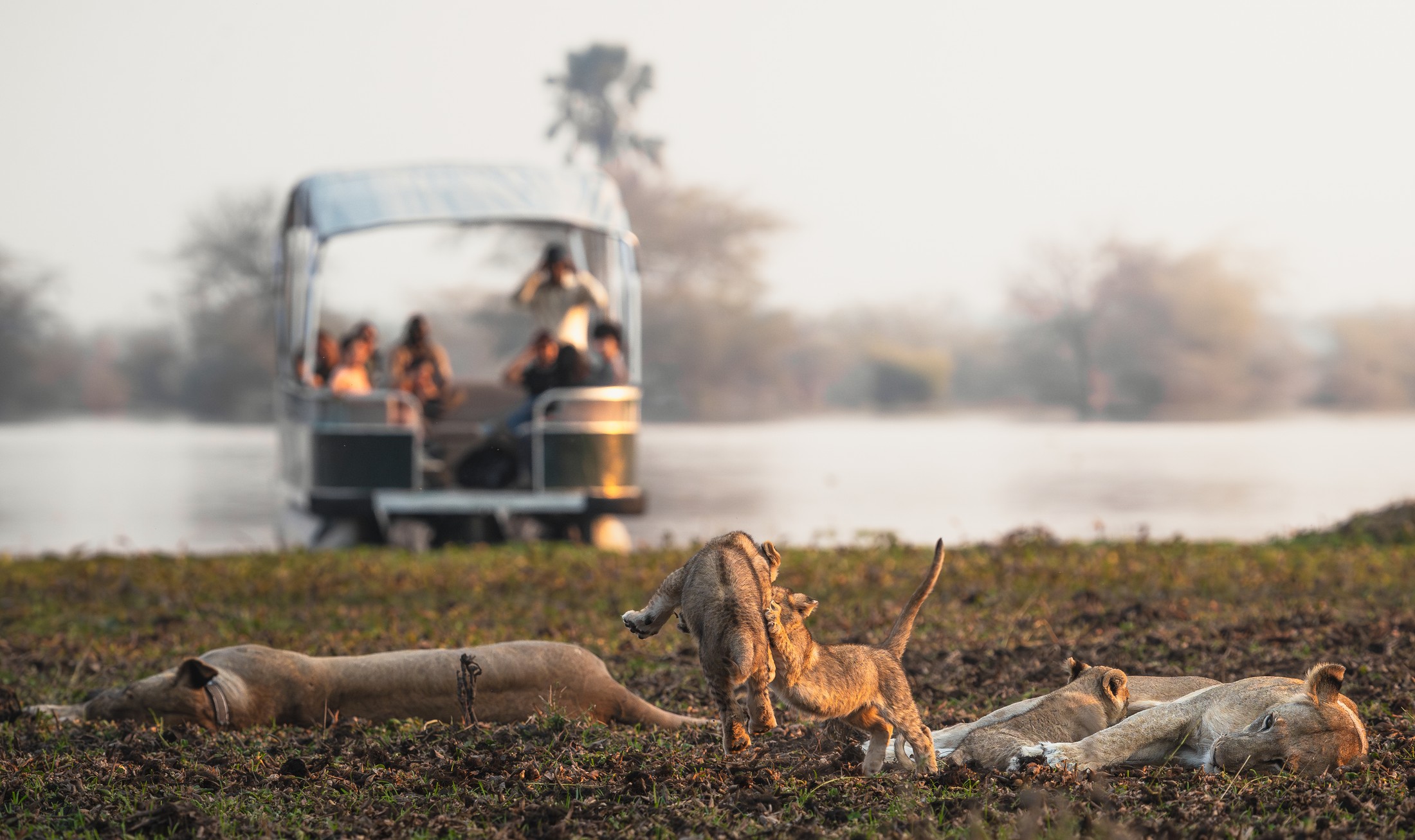 Lion cubs beside a safari pontoon at Mvuu