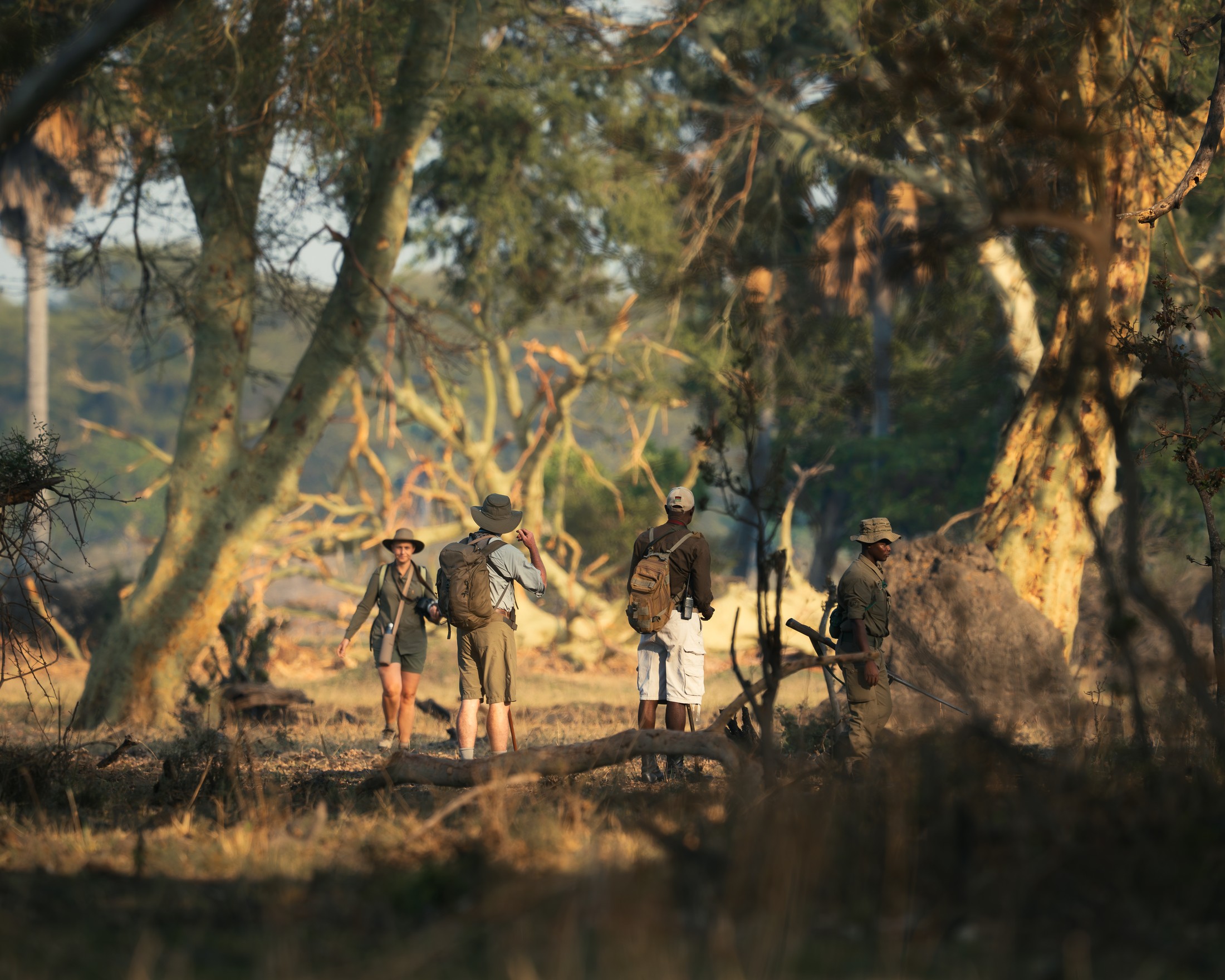 A guided walk through Liwonde woodland.
