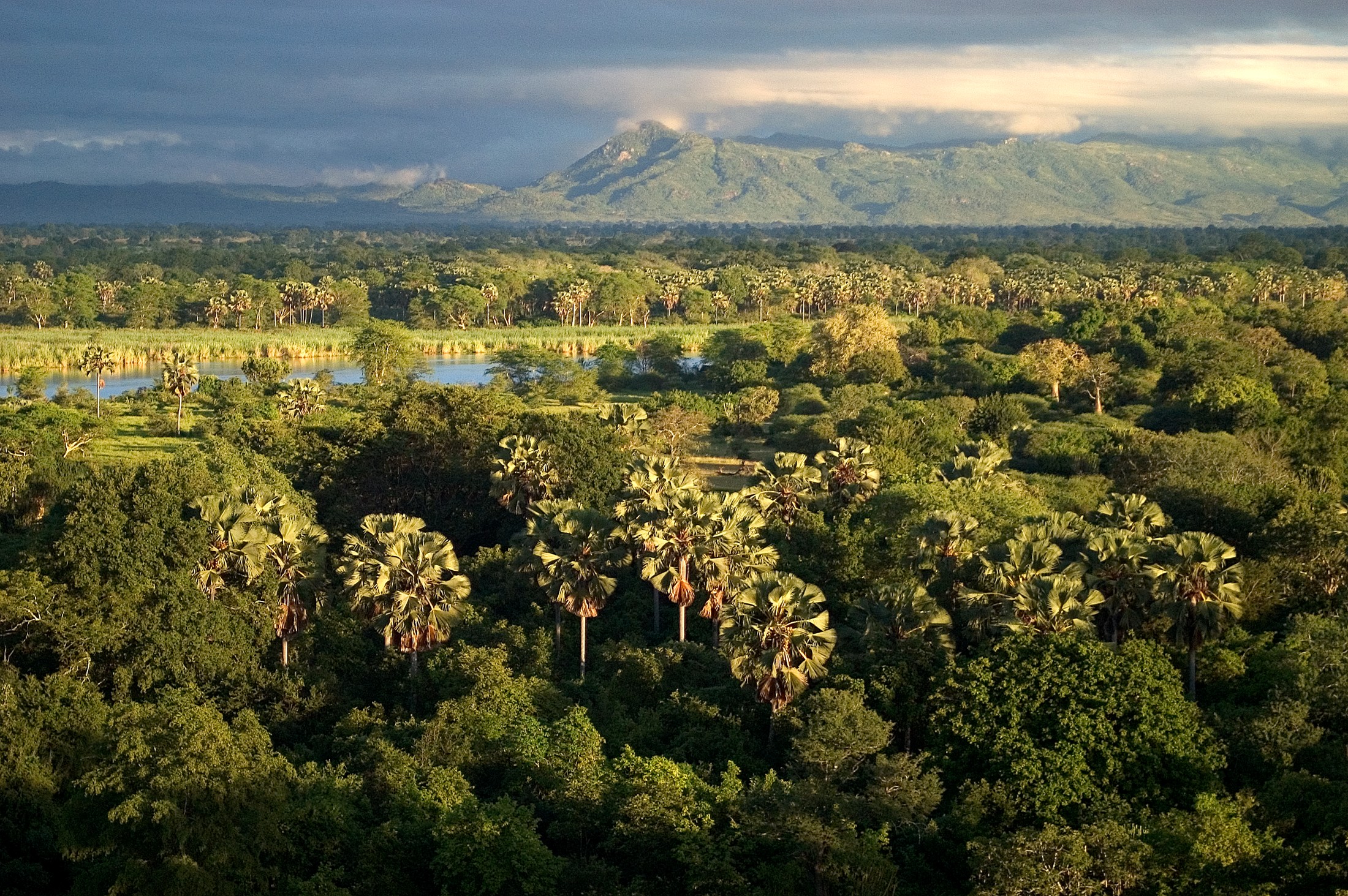River, palms and woodland seen from above · Dana Allen.