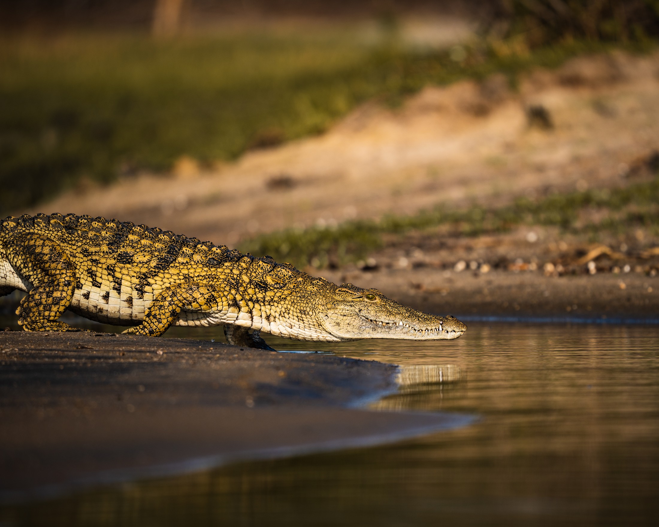 A crocodile entering the river in Liwonde.