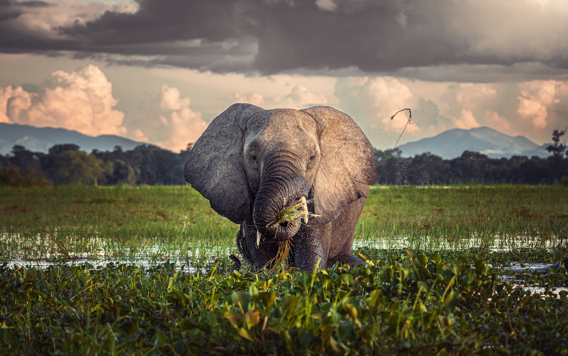 An elephant feeding beside the river, with mountains in the distance.