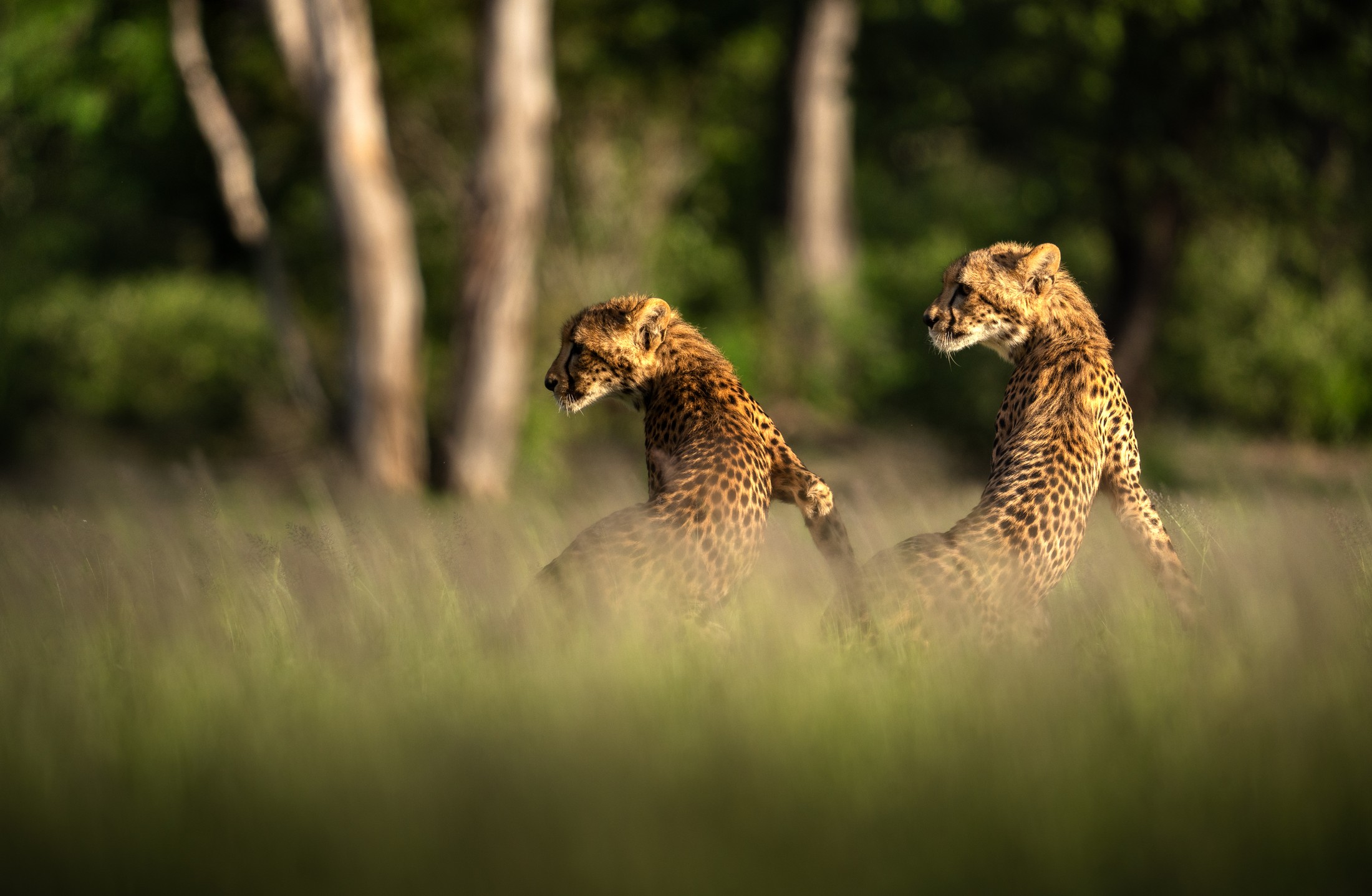 Two cheetahs resting together in Liwonde.