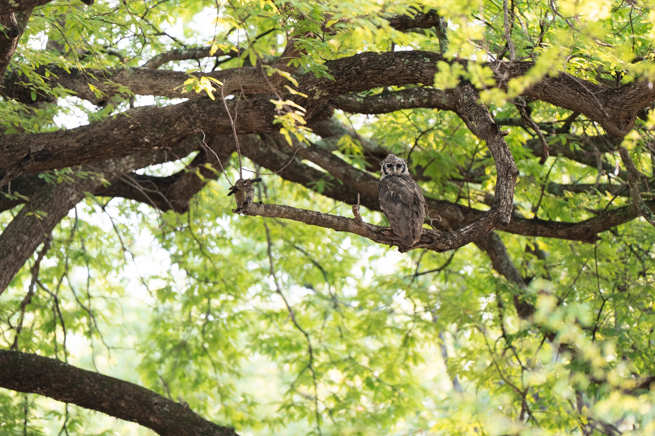 A giant eagle-owl among the branches.