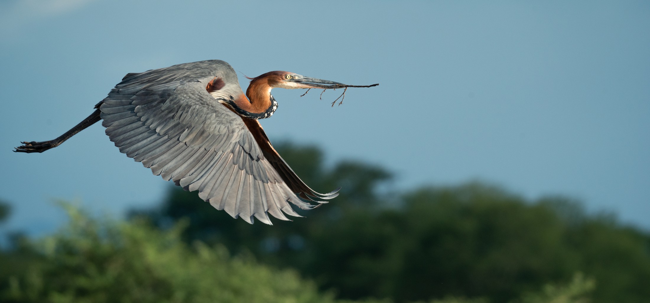 A goliath heron in flight.