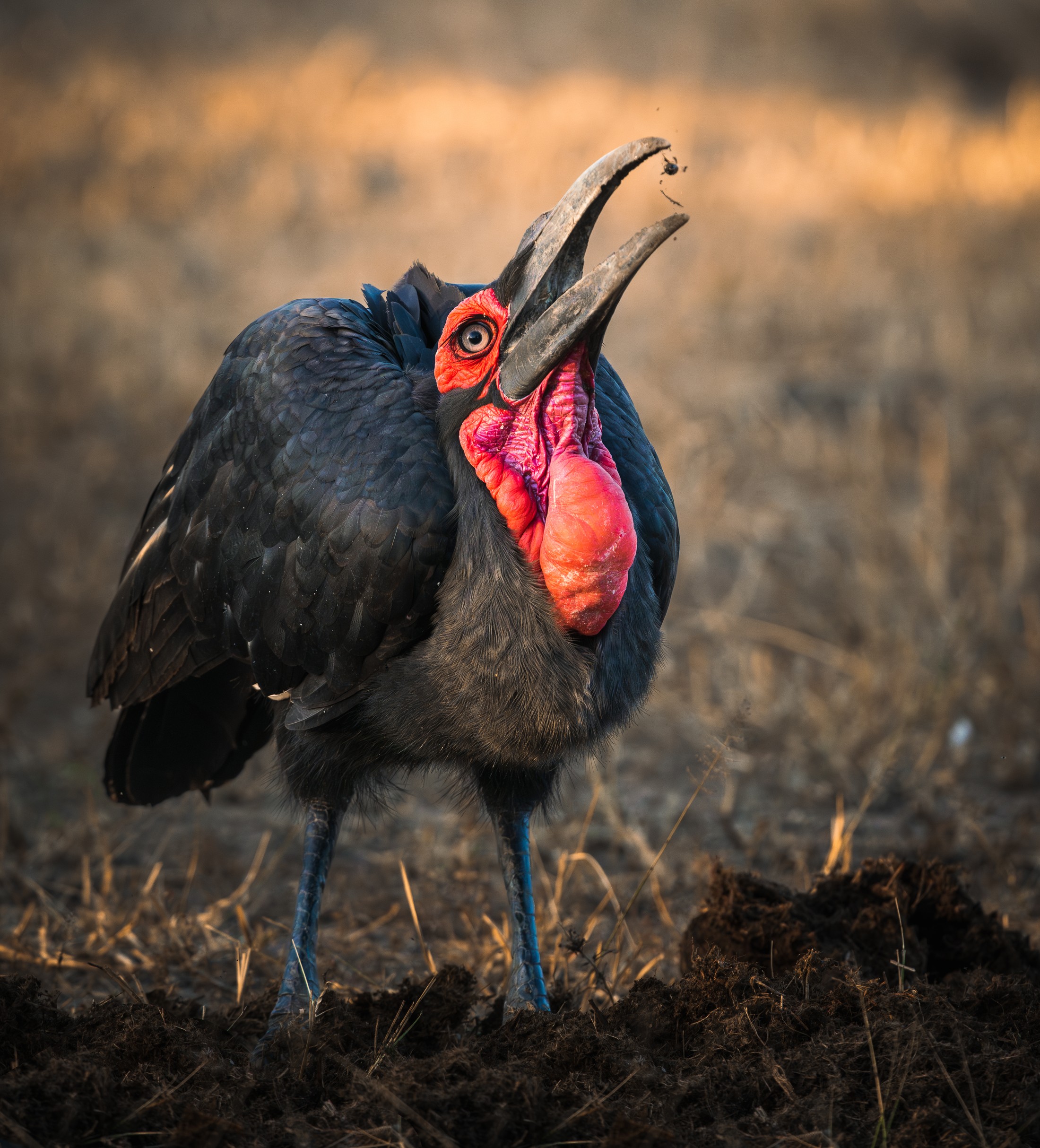 A ground hornbill feeding.