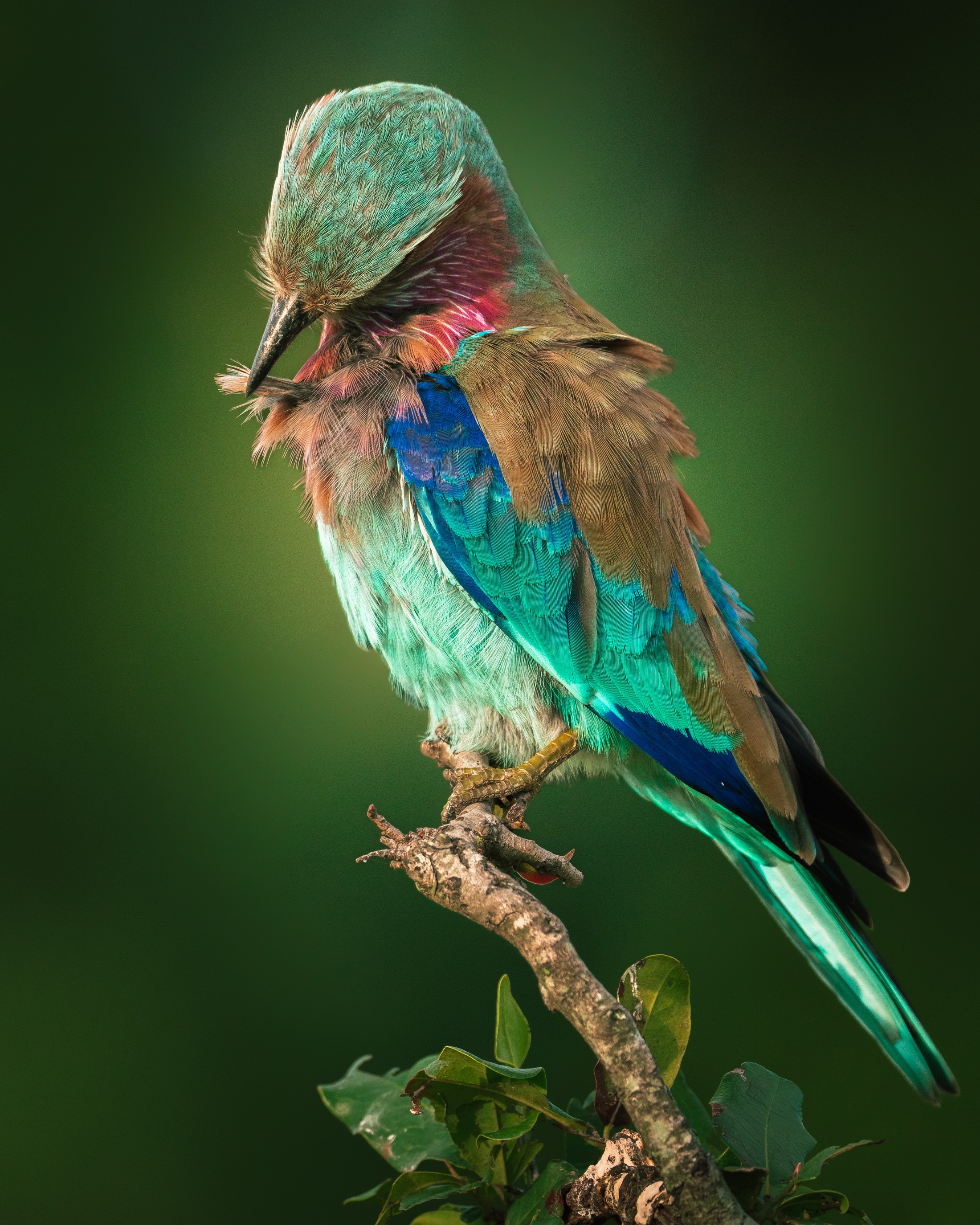 A lilac-breasted roller preening.