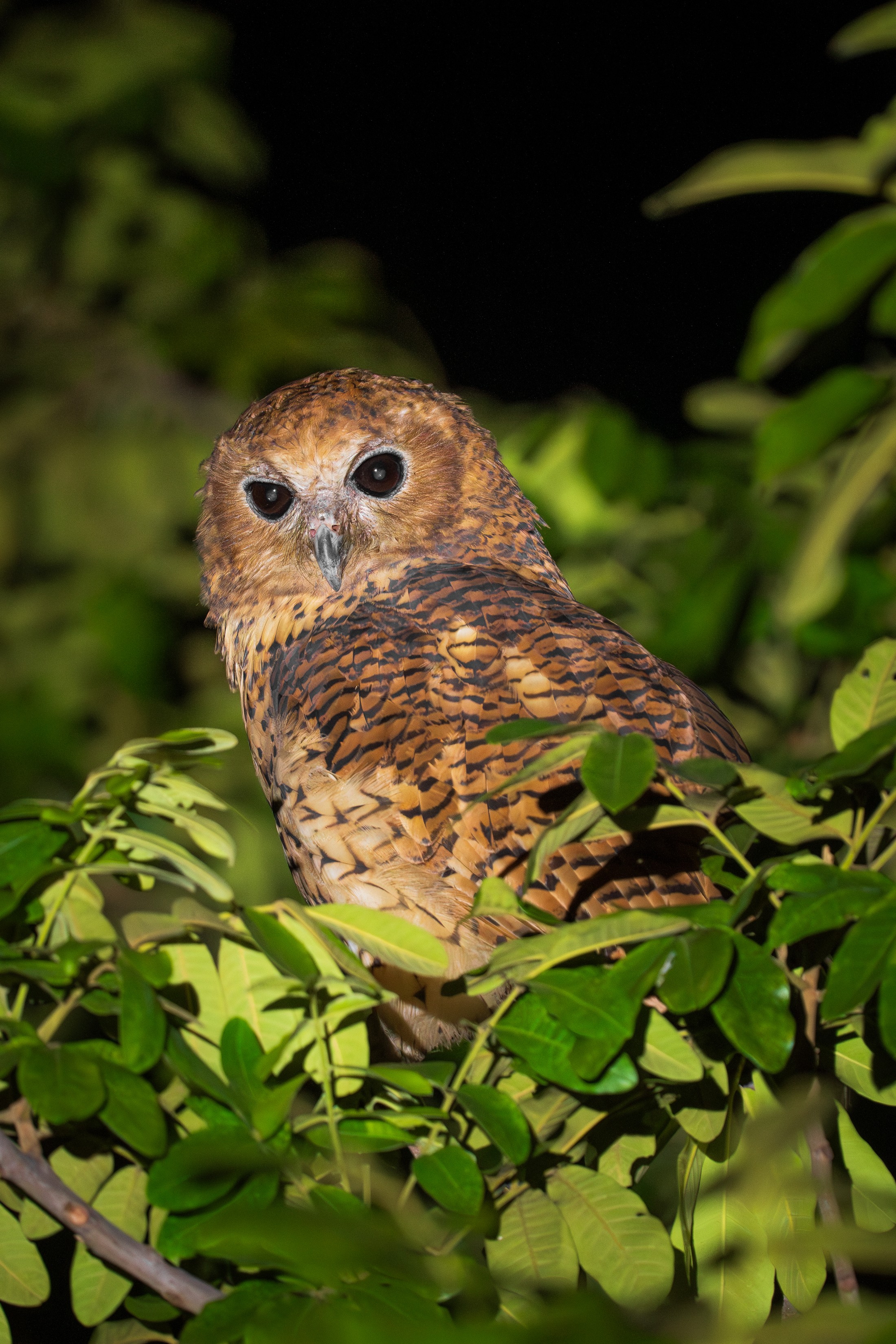 Pel’s fishing owl photographed at night.