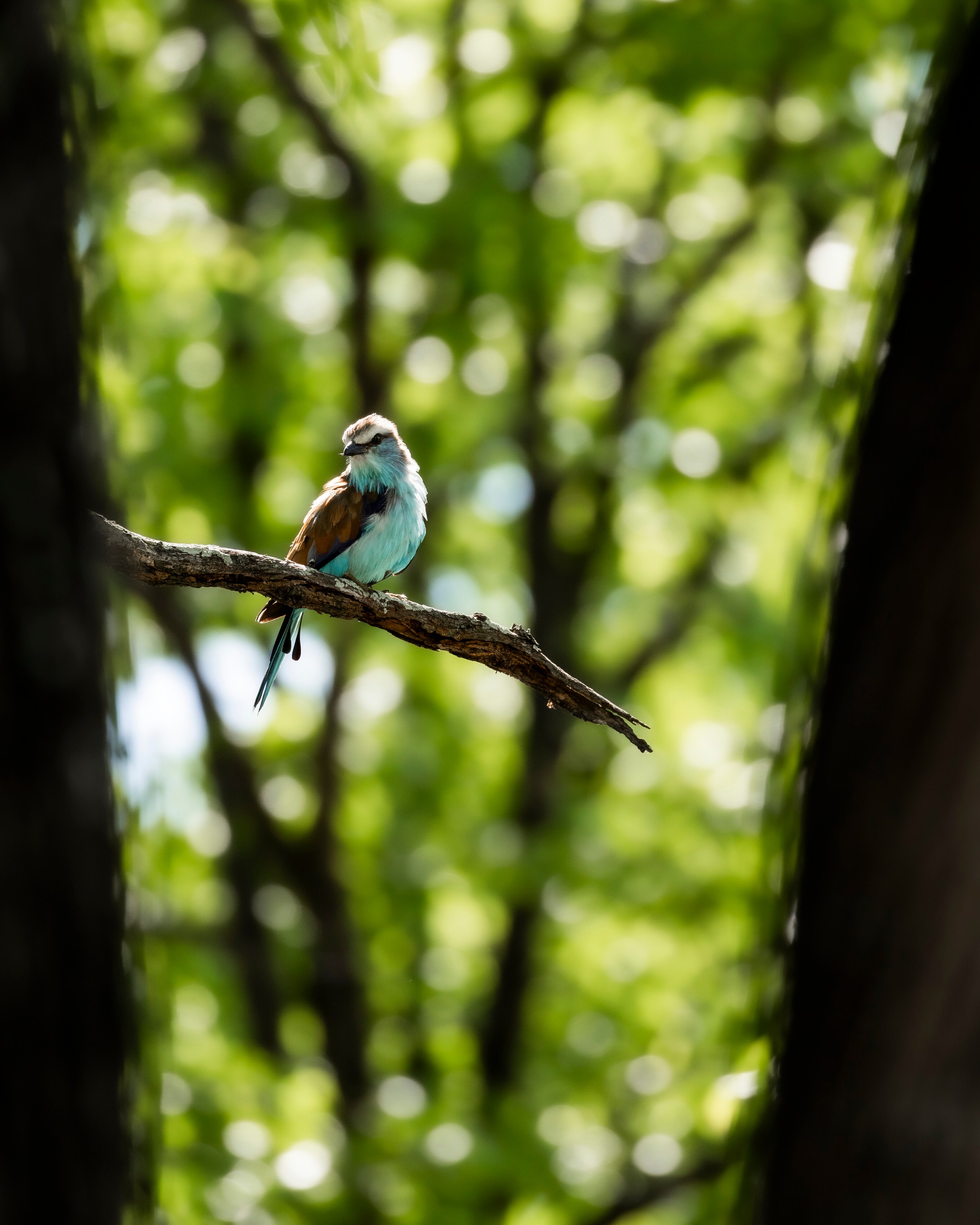 A racket-tailed roller in mopane woodland.
