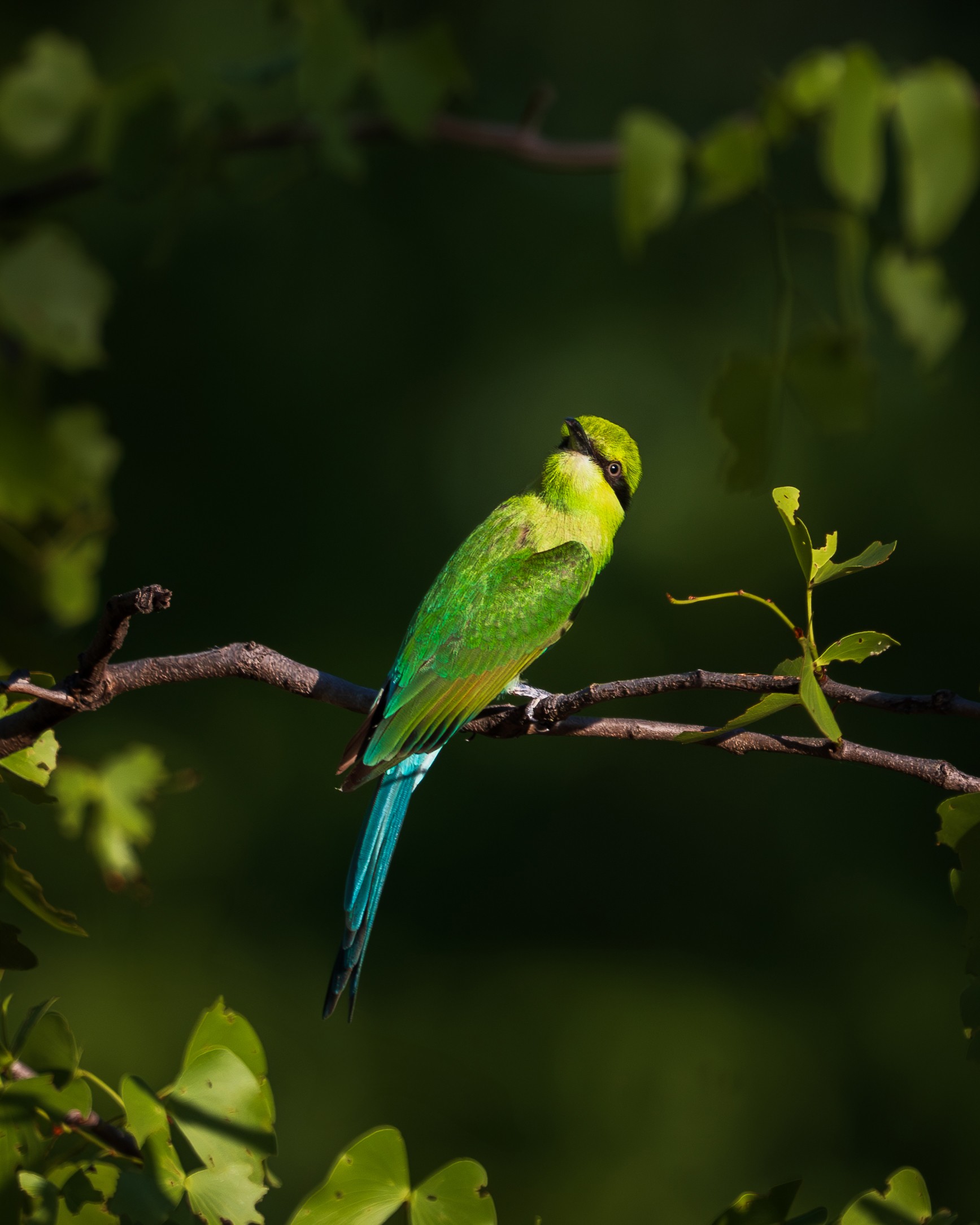 A swallow-tailed bee-eater on a branch.