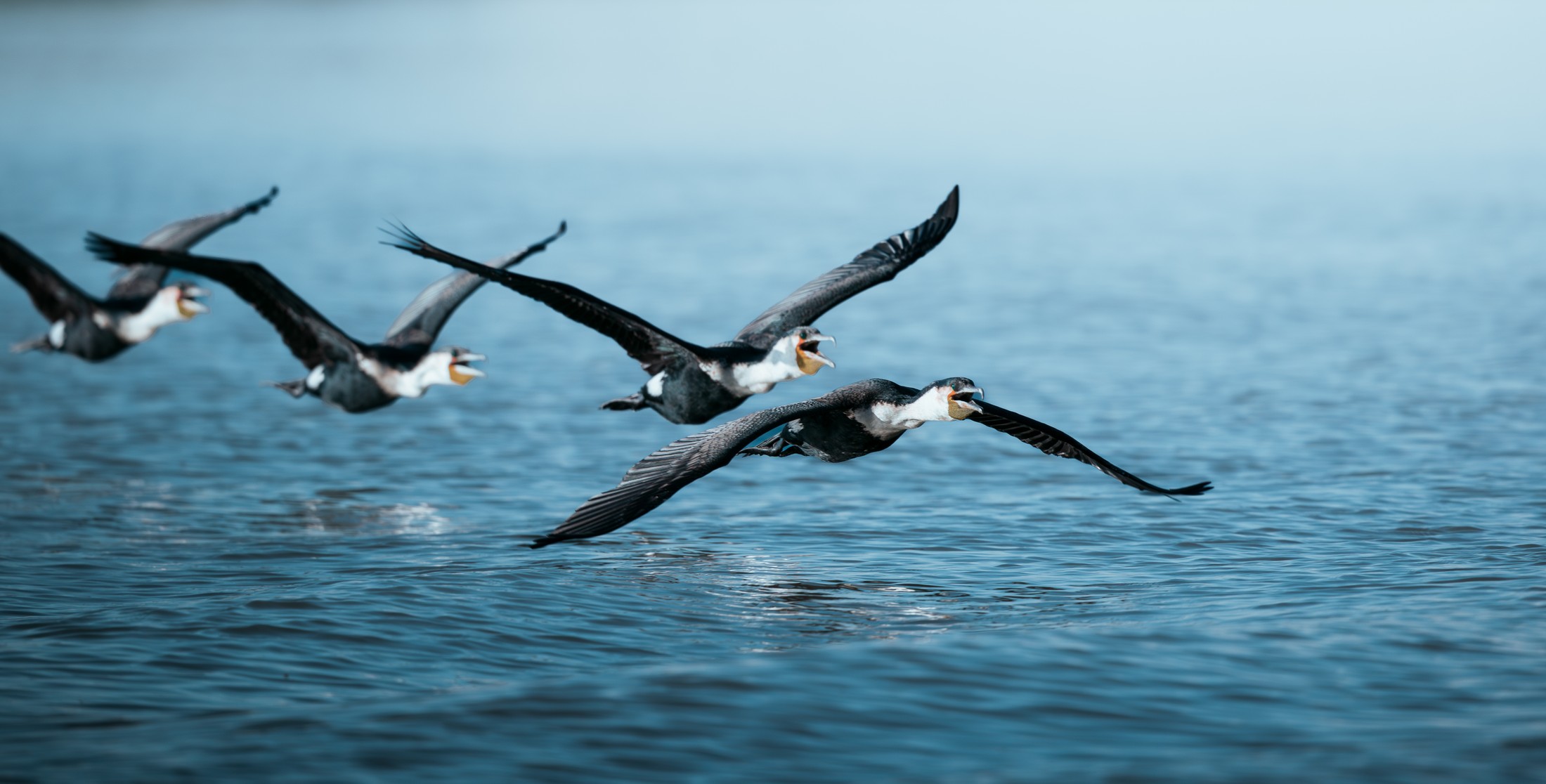 White-breasted cormorants flying low over the river.