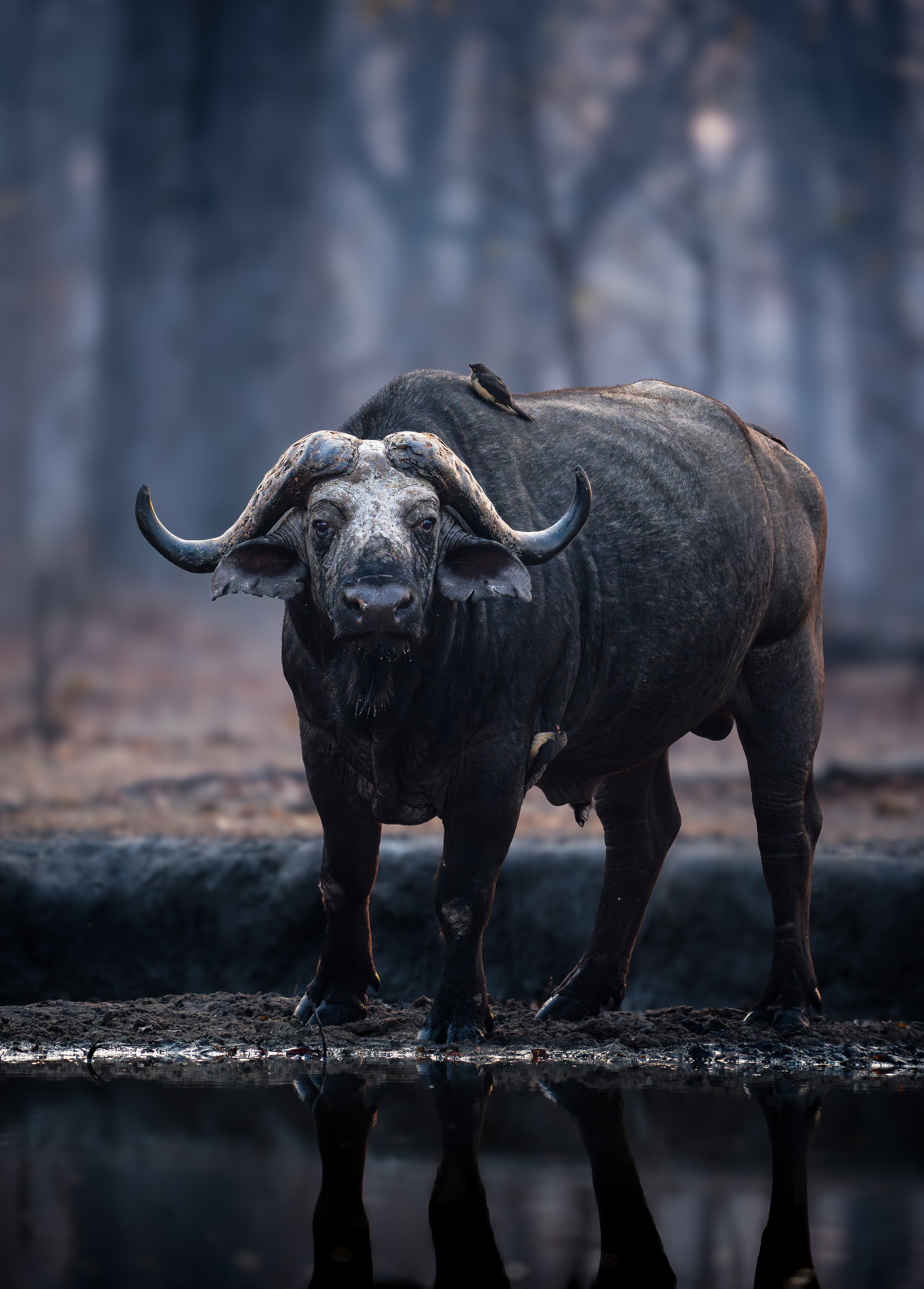 A buffalo bull photographed from the underground hide at Mvuu.