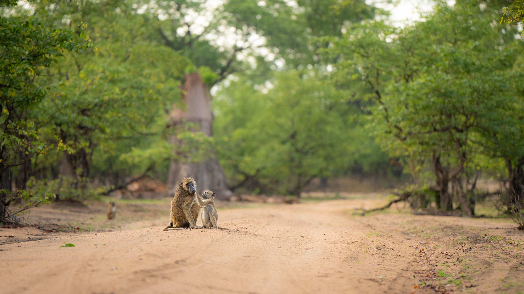 Baboons on a woodland track in Liwonde.