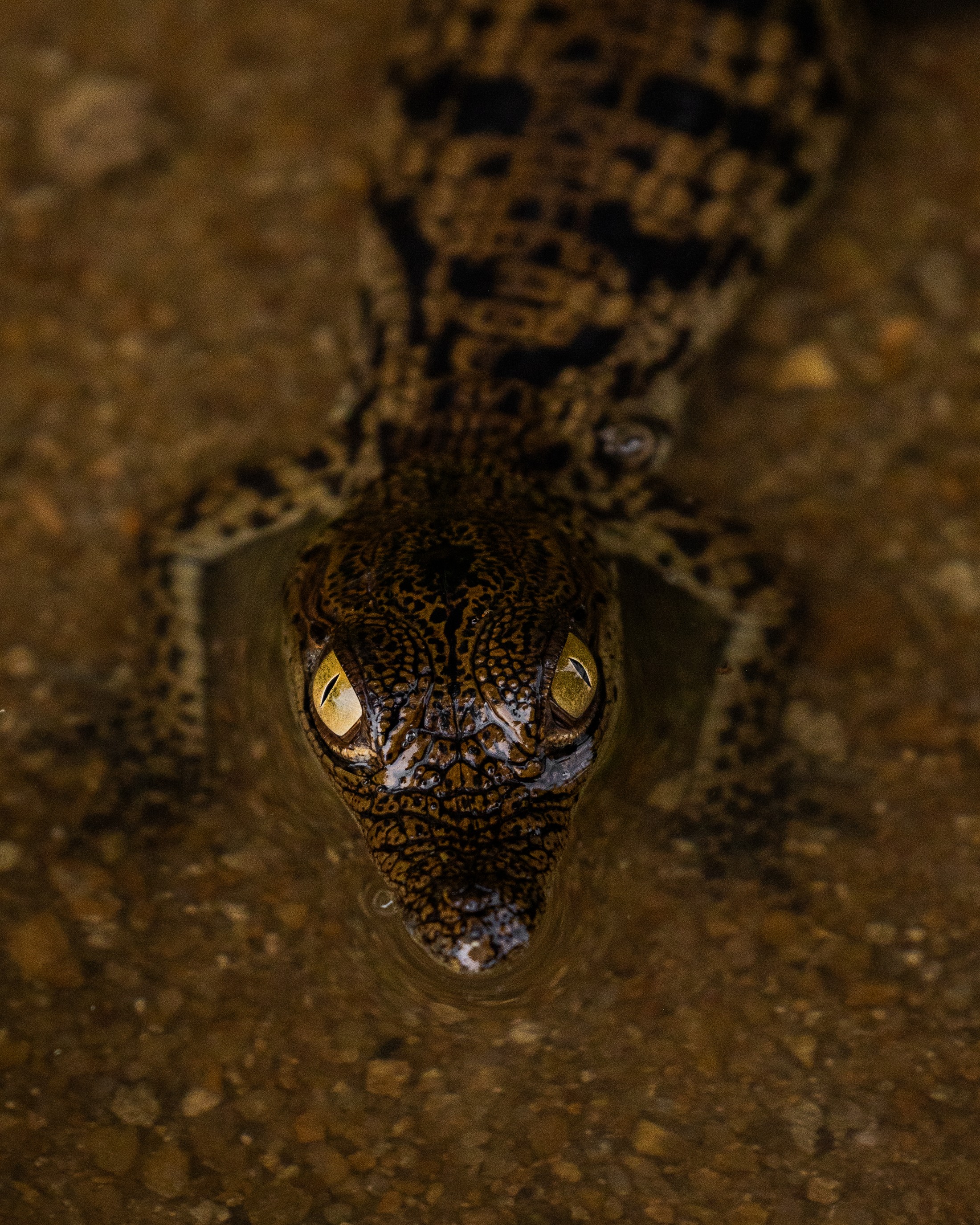 A young crocodile photographed at close range.