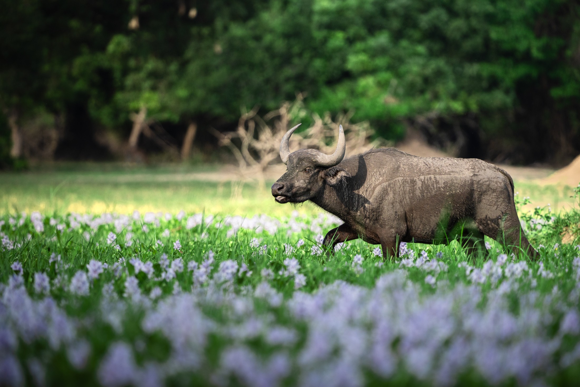 A buffalo among flowering water hyacinth.