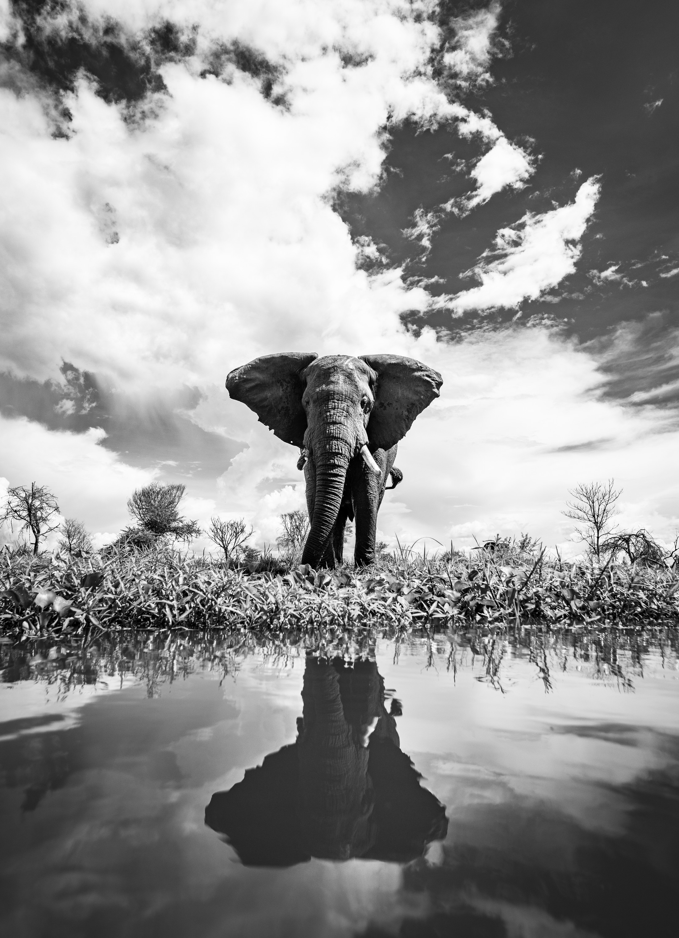 An elephant bull and its reflection, photographed in black and white.