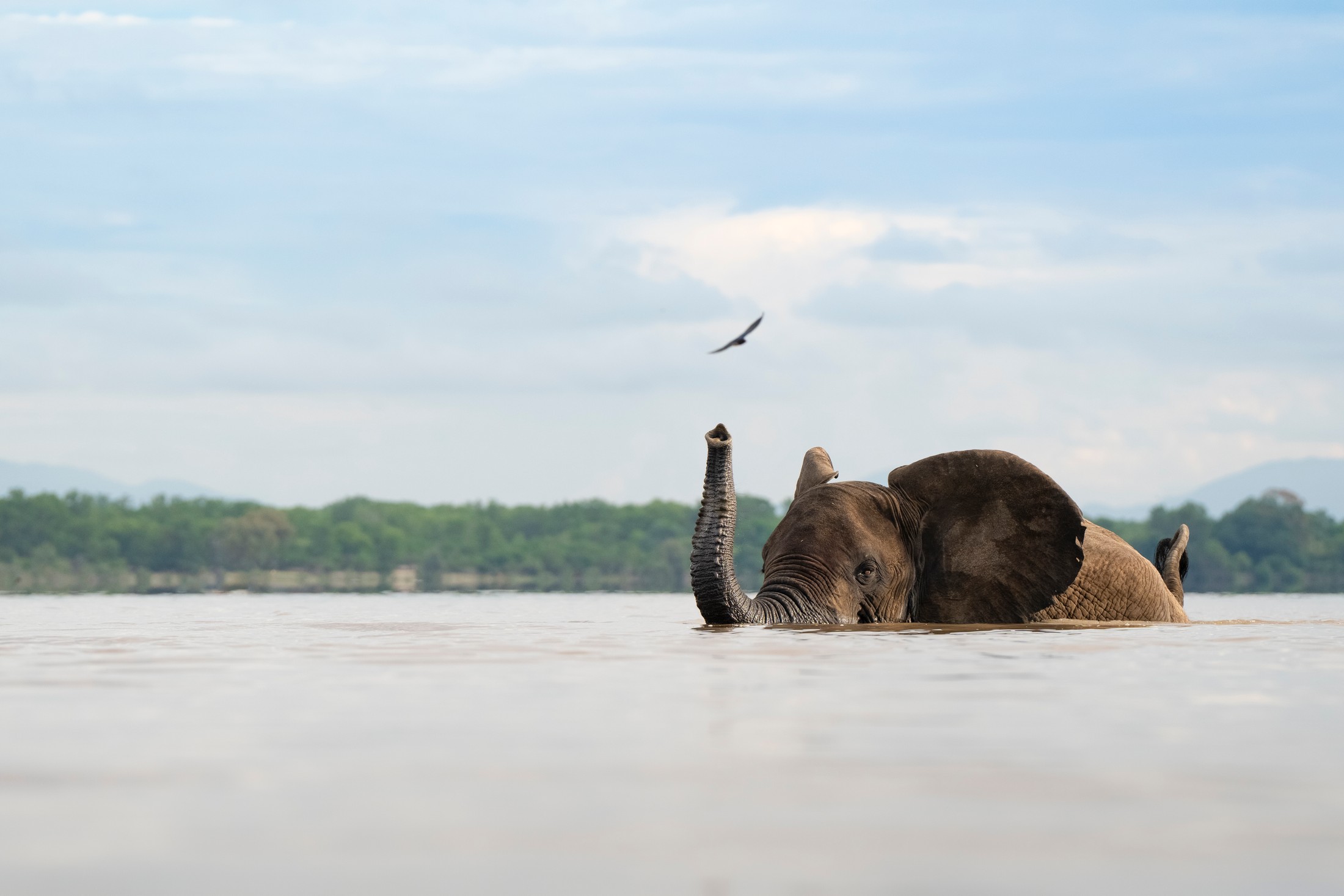 An elephant with its trunk raised above the river.
